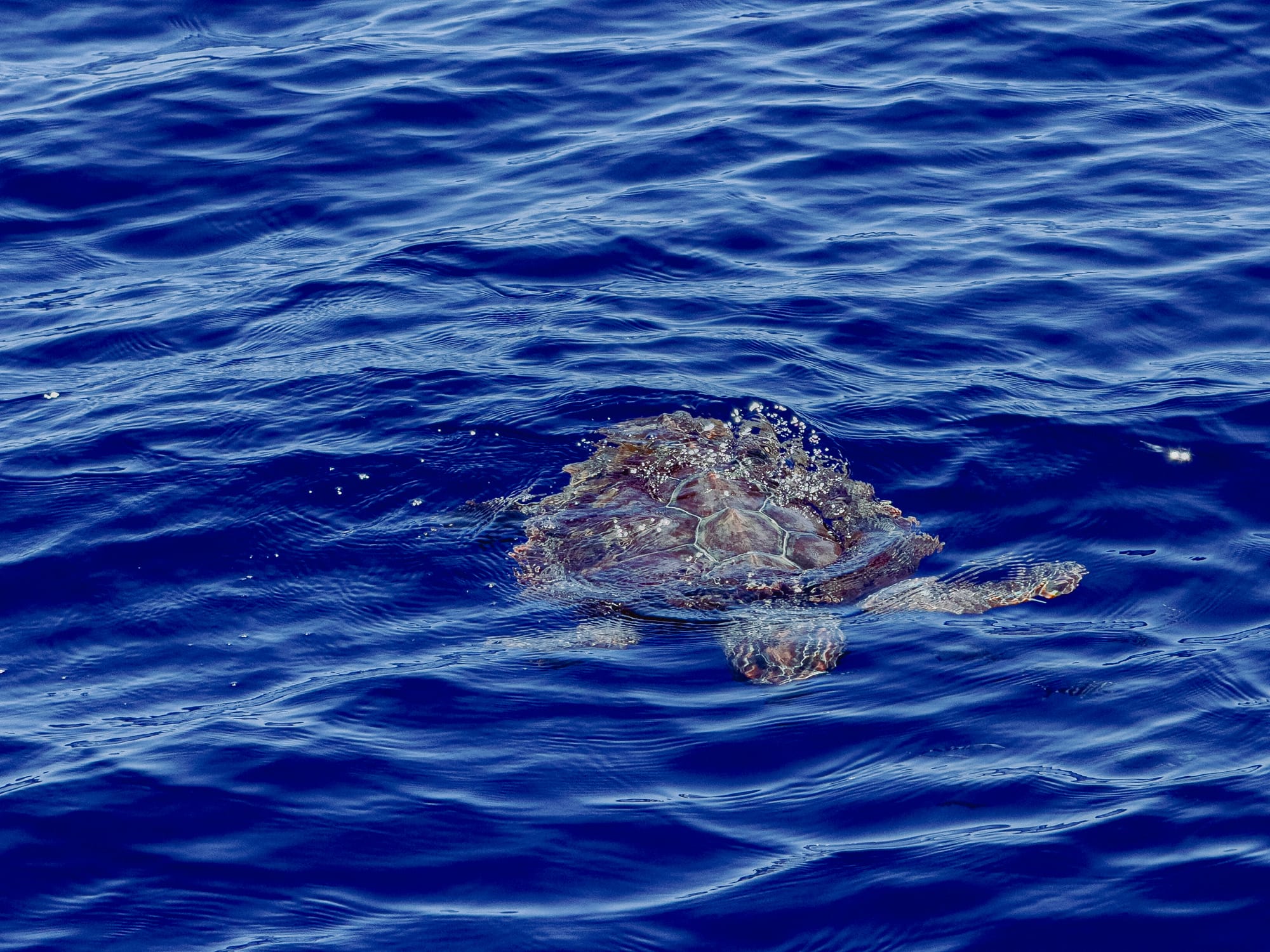 A loggerhead sea turtle swimming in the deep blue ocean near São Miguel, Azores