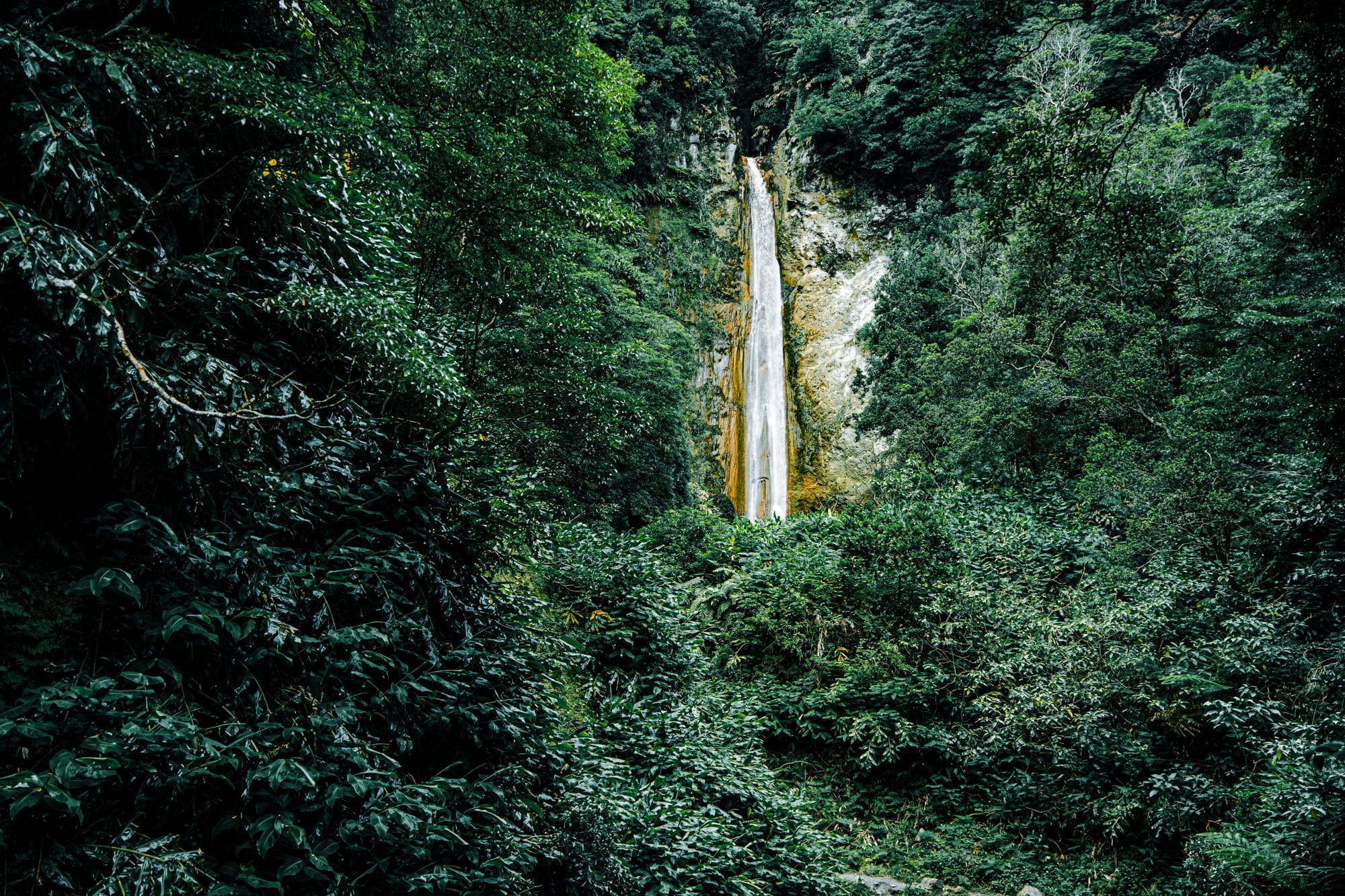 A tall, thin waterfall cascades down ochre-stained rock walls surrounded by dense, dark green forest in São Miguel, Azores