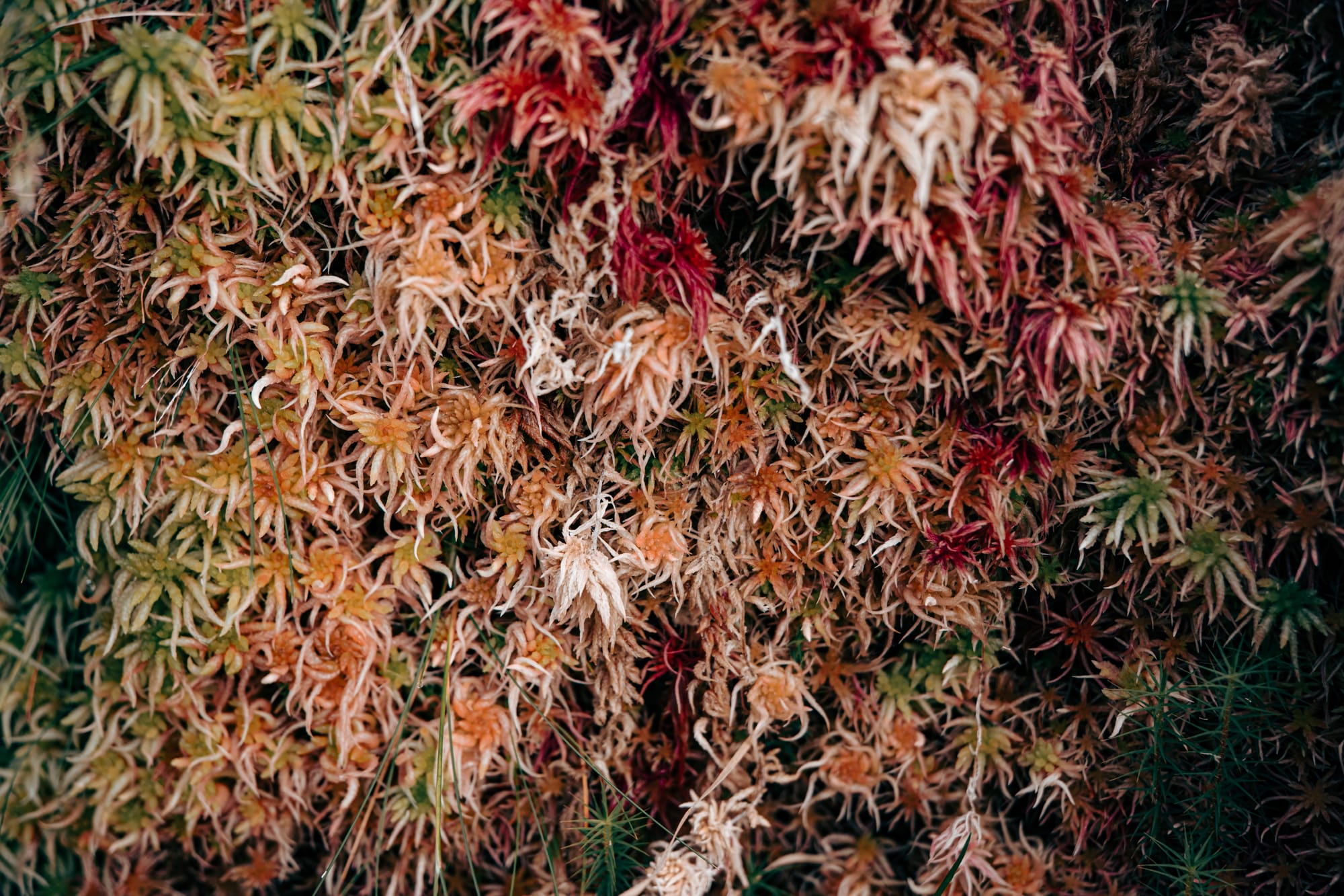 Detail of vibrant volcanic moss in shades of red, orange, gold, and green, forming a dense, textured carpet along the hiking trail