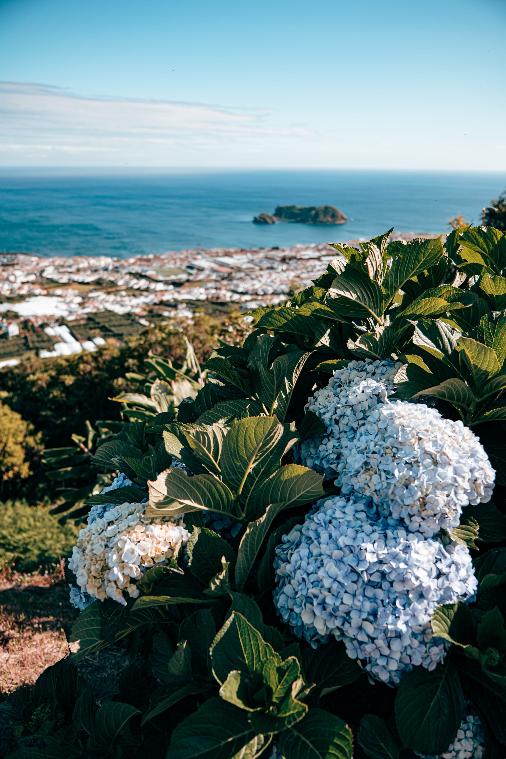 Blue hydrangeas in the foreground overlooking the coastal town of Vila Franca do Campo and its offshore islet on a sunny day