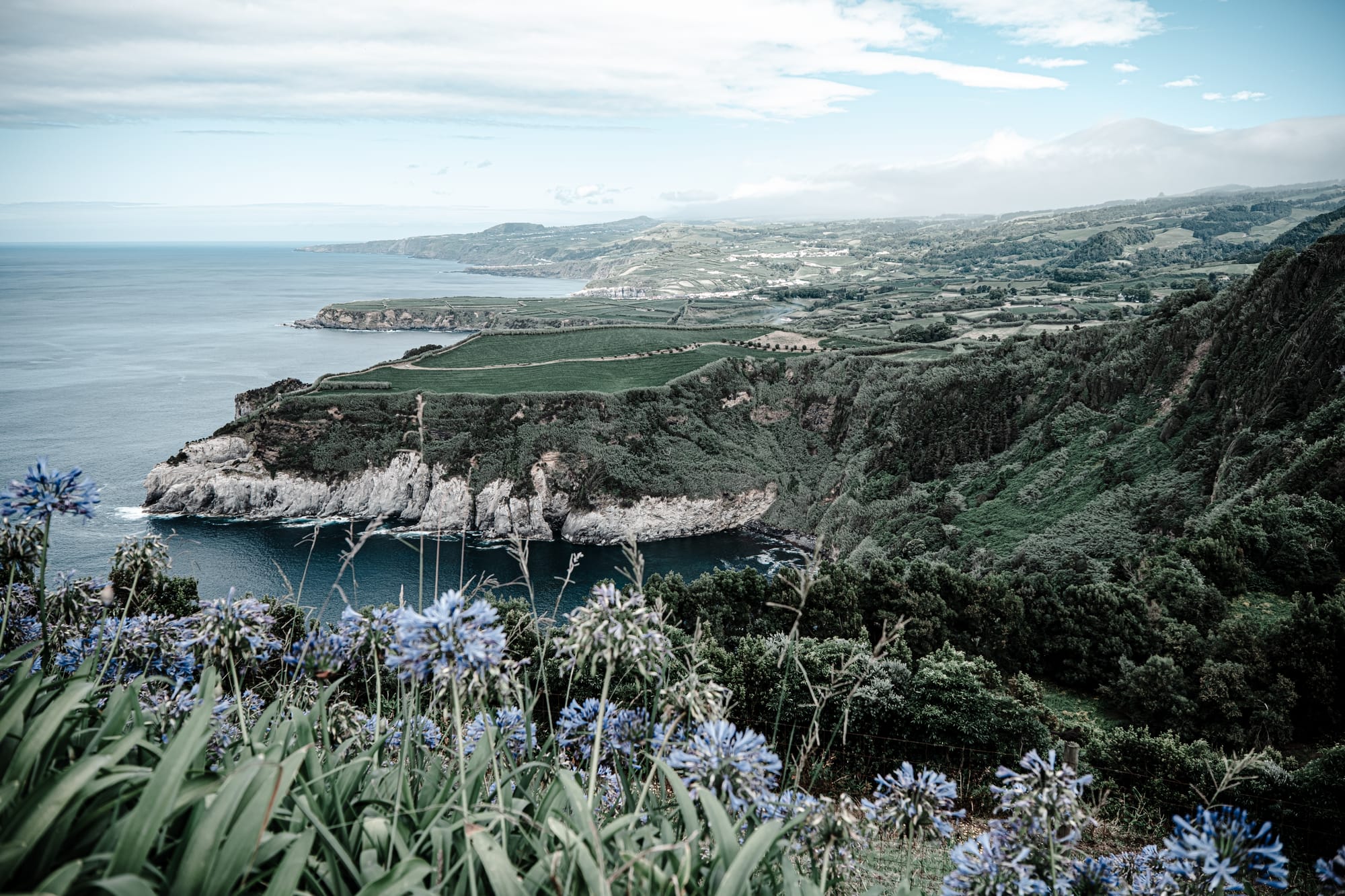 View from Miradouro de Santa Iria with coastal cliffs, sea, and blooming agapanthus flowers in the foreground