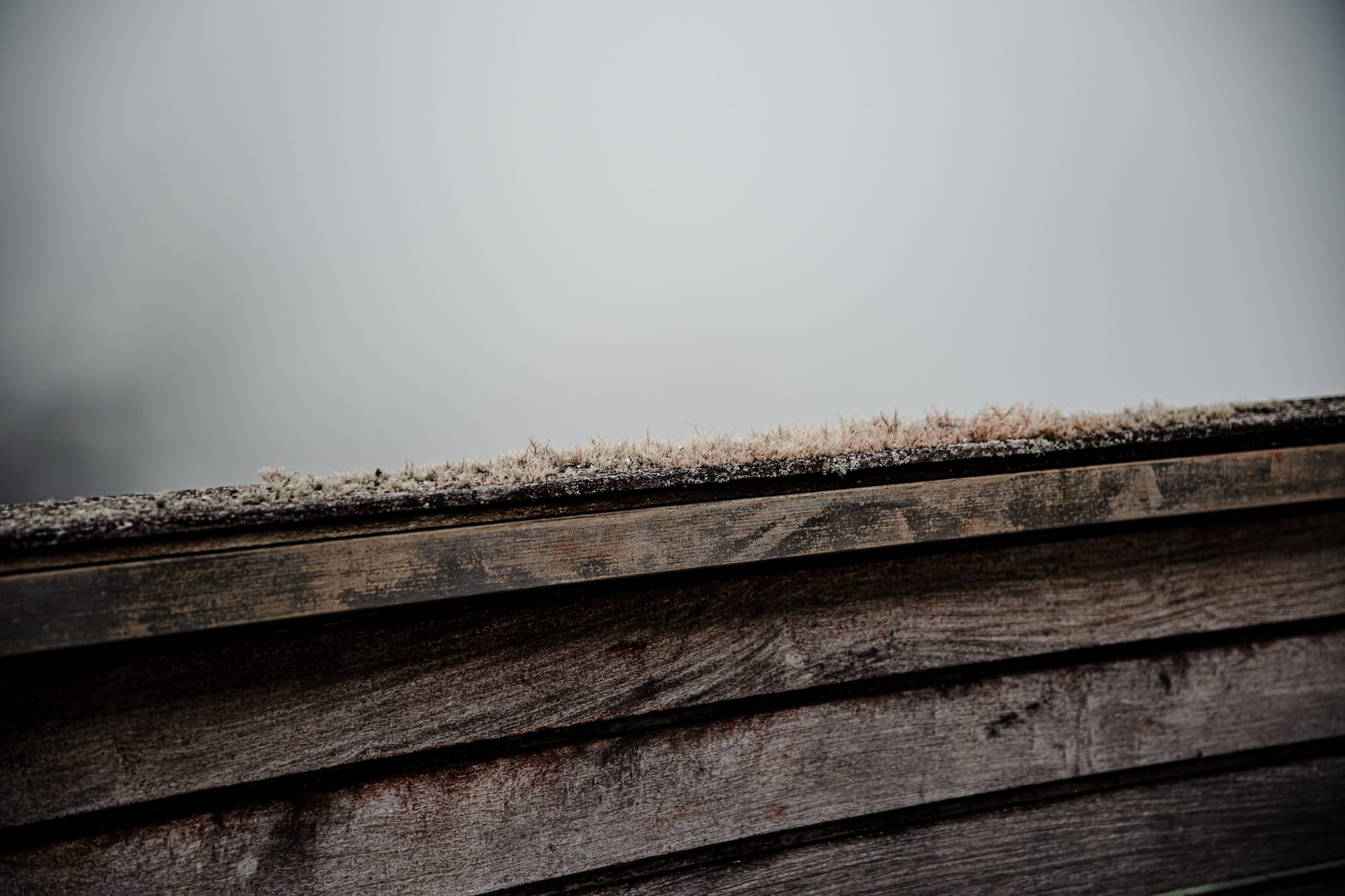 Close-up of moss growing along the edge of weathered wooden planks in thick fog
