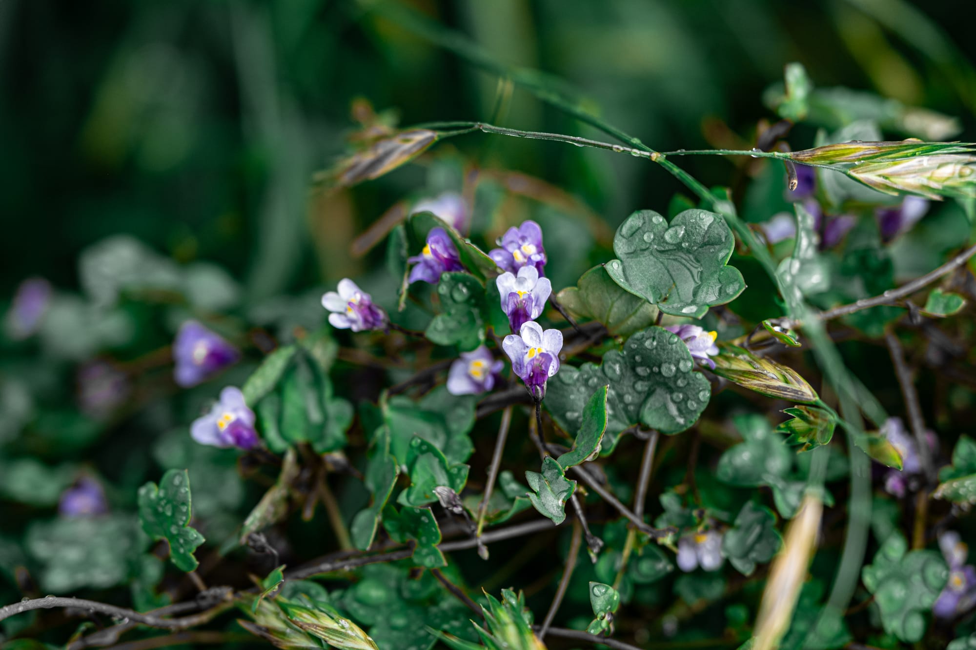 Close-up of small purple and white wildflowers with raindrops on heart-shaped green leaves