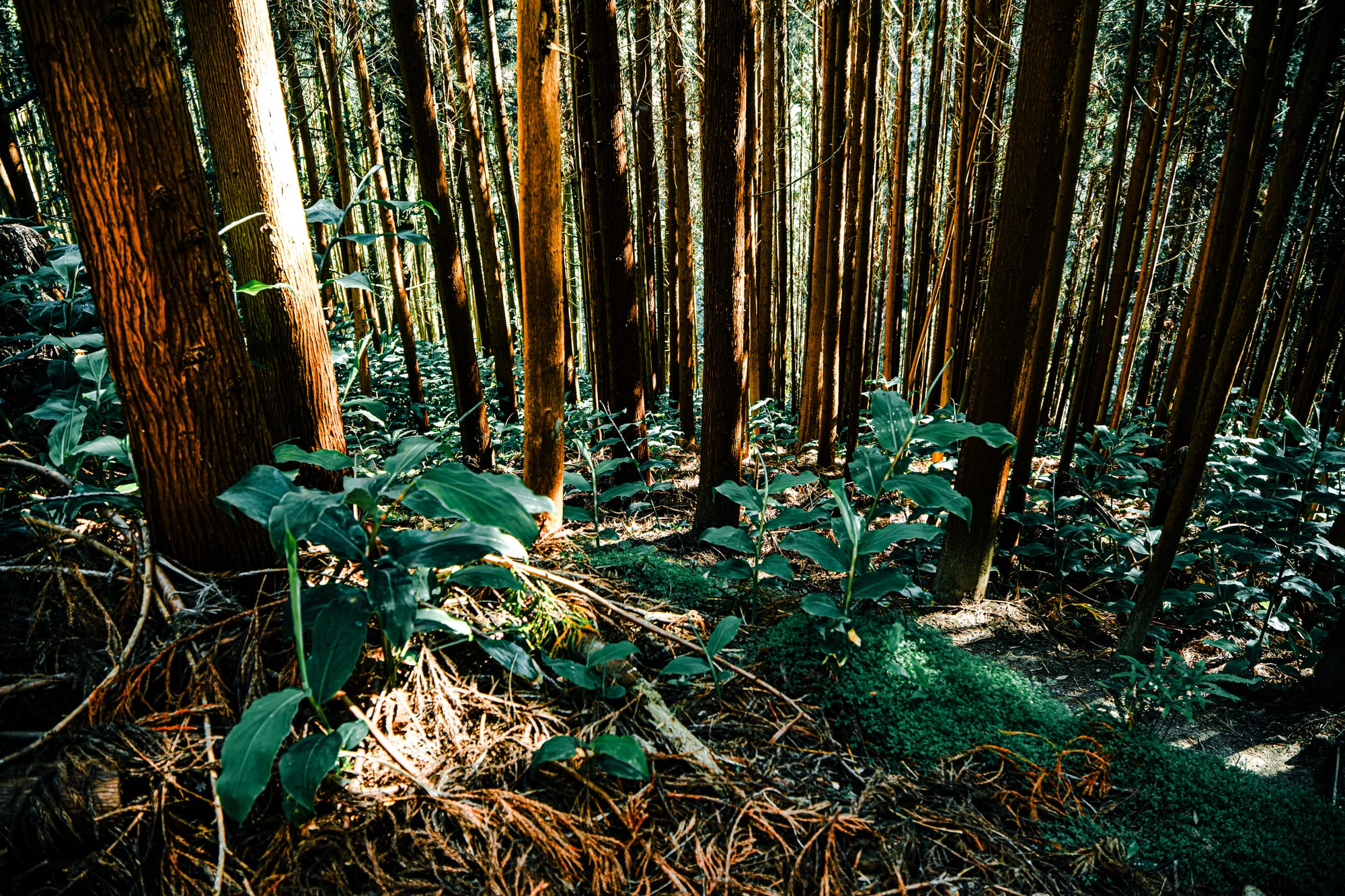 Tall reddish-brown cryptomeria trunks fill a sloped forest, with green ginger plants and pine litter covering the ground below