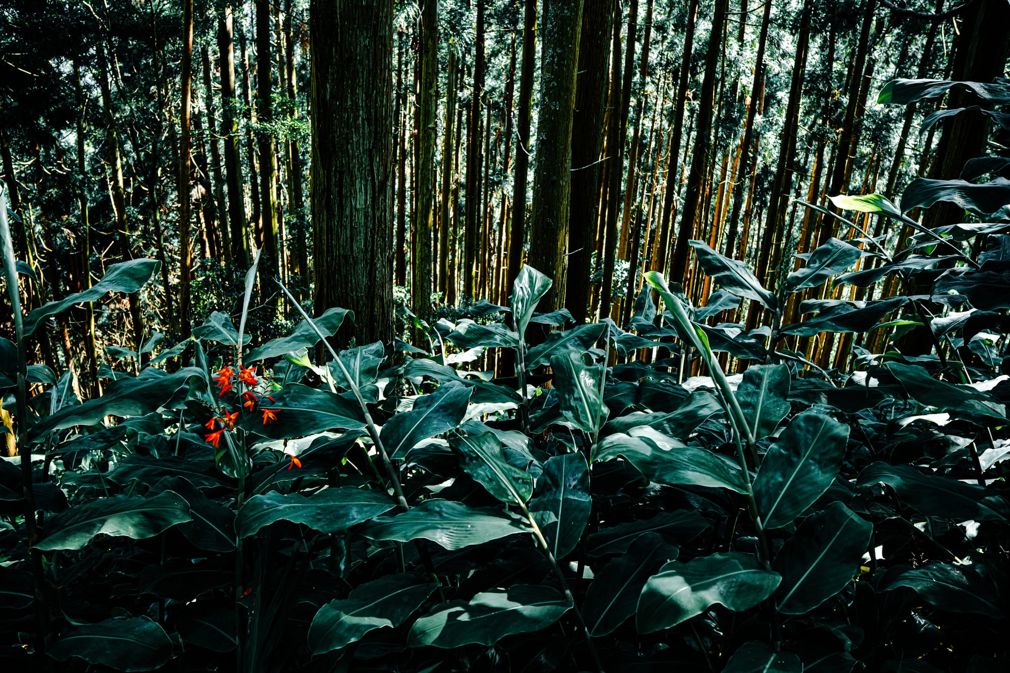 Crocosmia flowers blooming in a dense patch of green foliage under a tall forest of cryptomeria trees with vertical trunks and dappled light filtering through