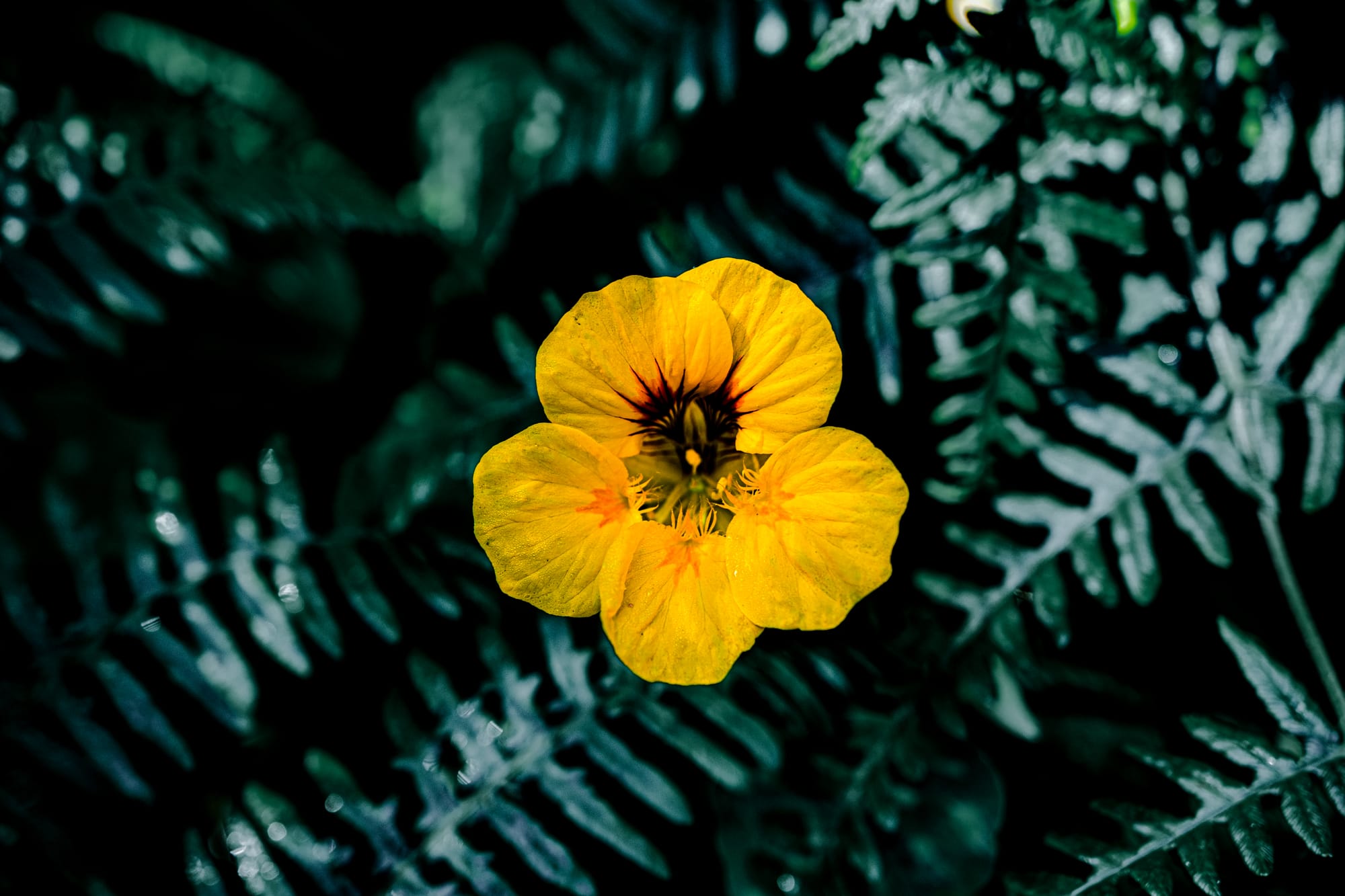 Close-up of a vivid yellow nasturtium flower with delicate red markings, surrounded by deep green fern leaves along the Moinho do Félix – Cascadas