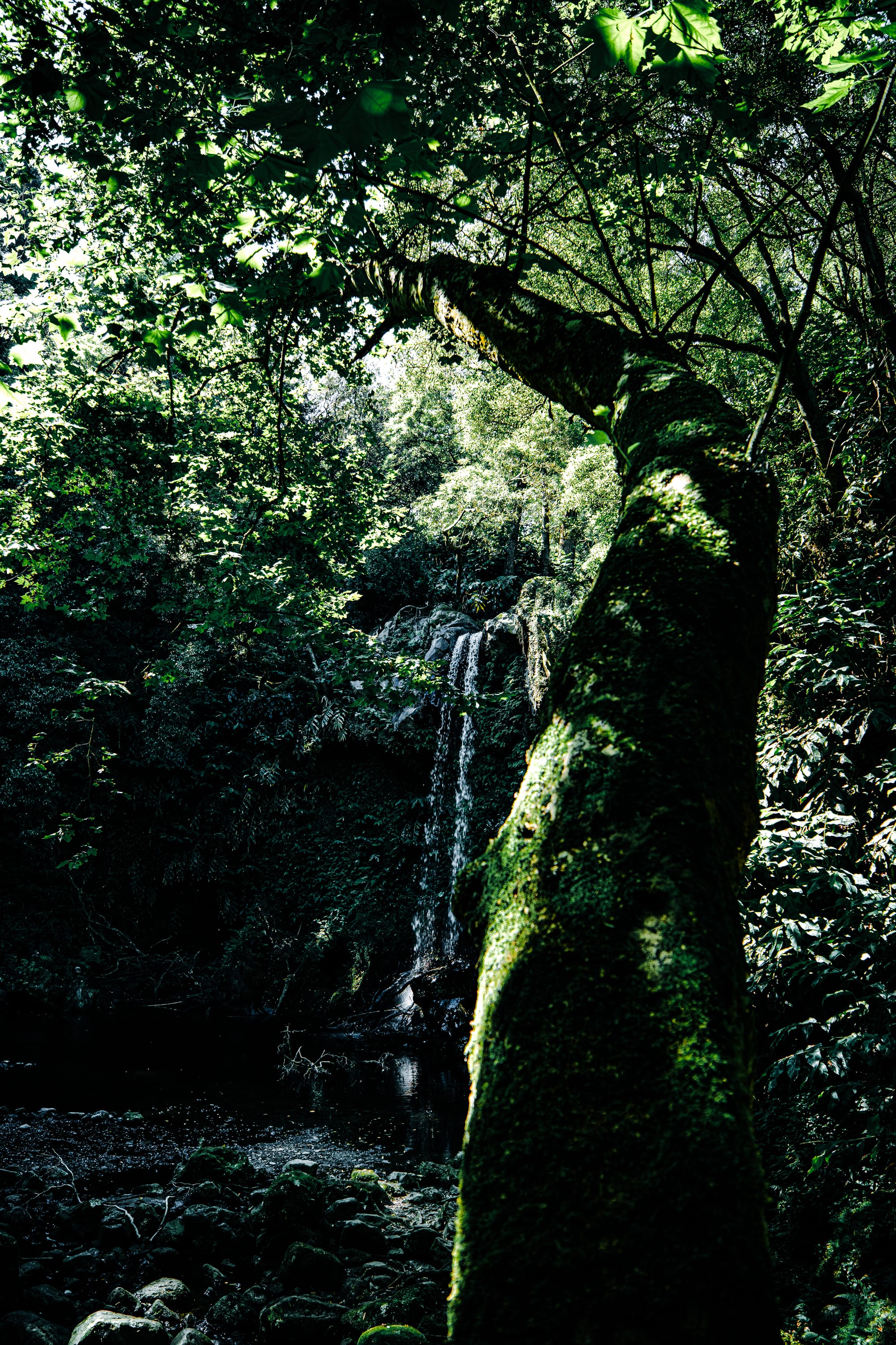 Curved mossy tree branch in foreground with a small waterfall flowing down a cliff in the forest background, dappled sunlight filtering through leafy green canopy