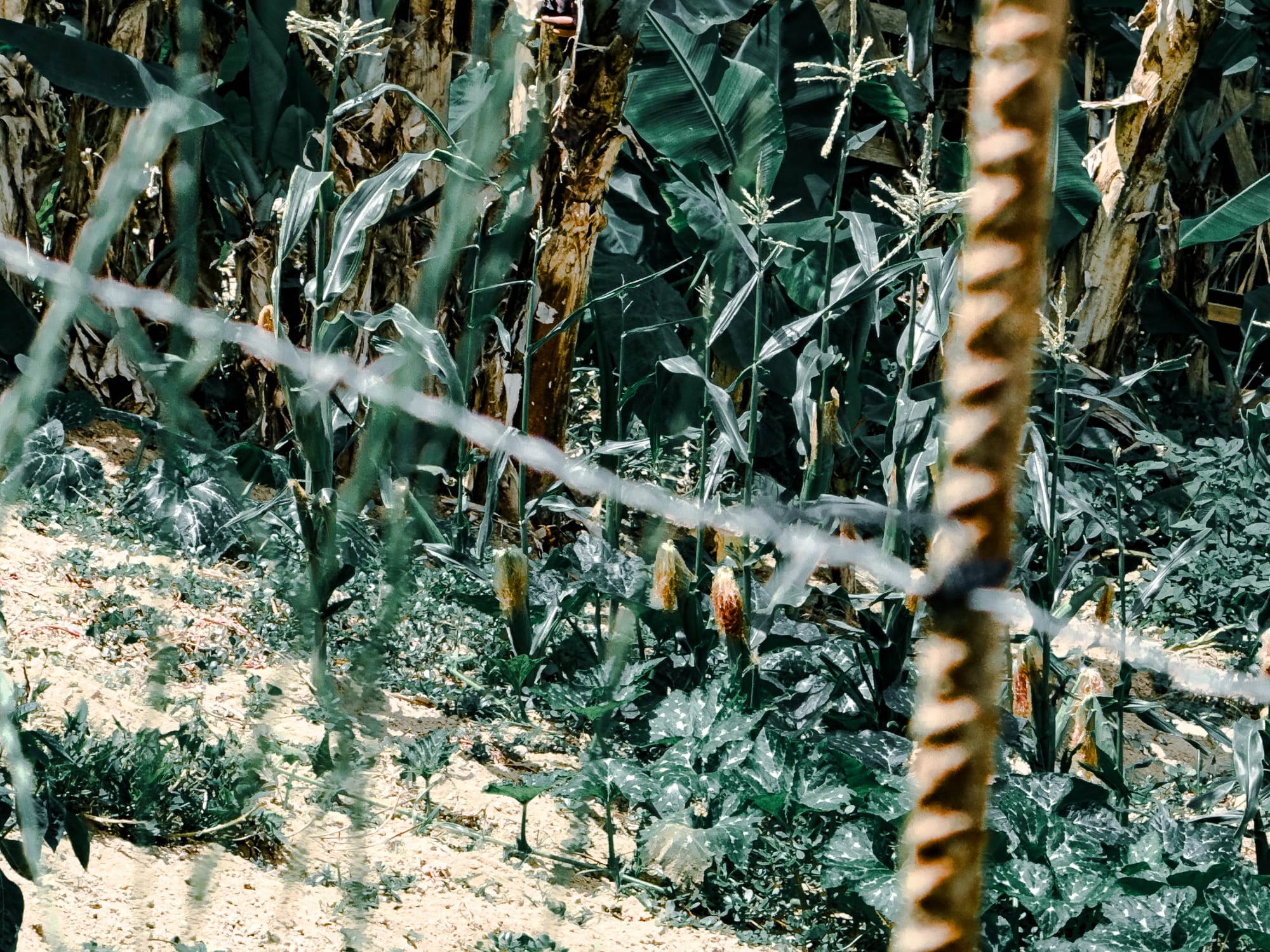 Close-up of a wire fence with corn plants and dry soil in the background
