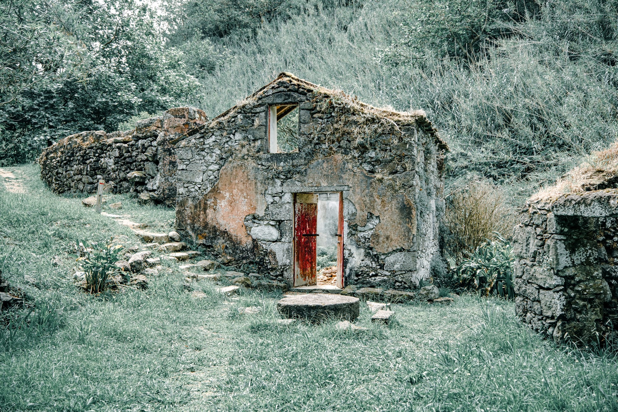 Abandoned stone house with a weathered red door surrounded by lush grass and overgrown vegetation on the Moinhos da Ribeira Funda trail