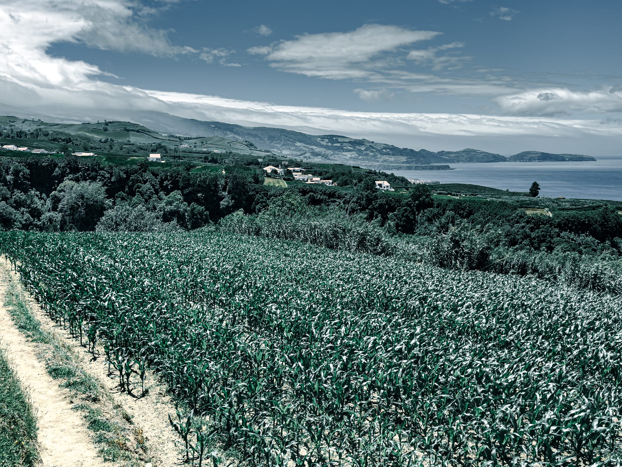 Cornfields stretching toward the coastline on São Miguel Island with distant hills, ocean, and small towns under a blue sky
