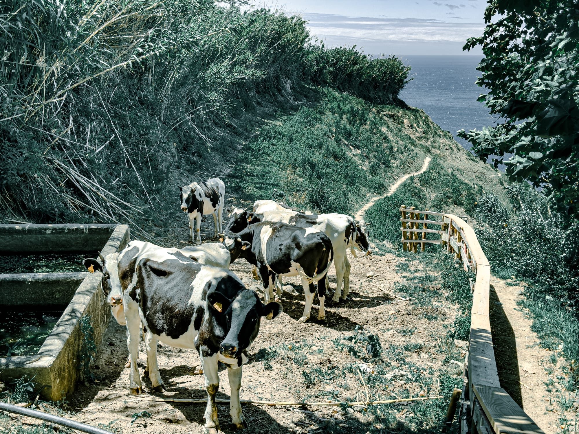 Black and white cows gathered beside a water trough on a dirt section of the Ribeira Funda coastal trail, with ocean and cliffs in the background