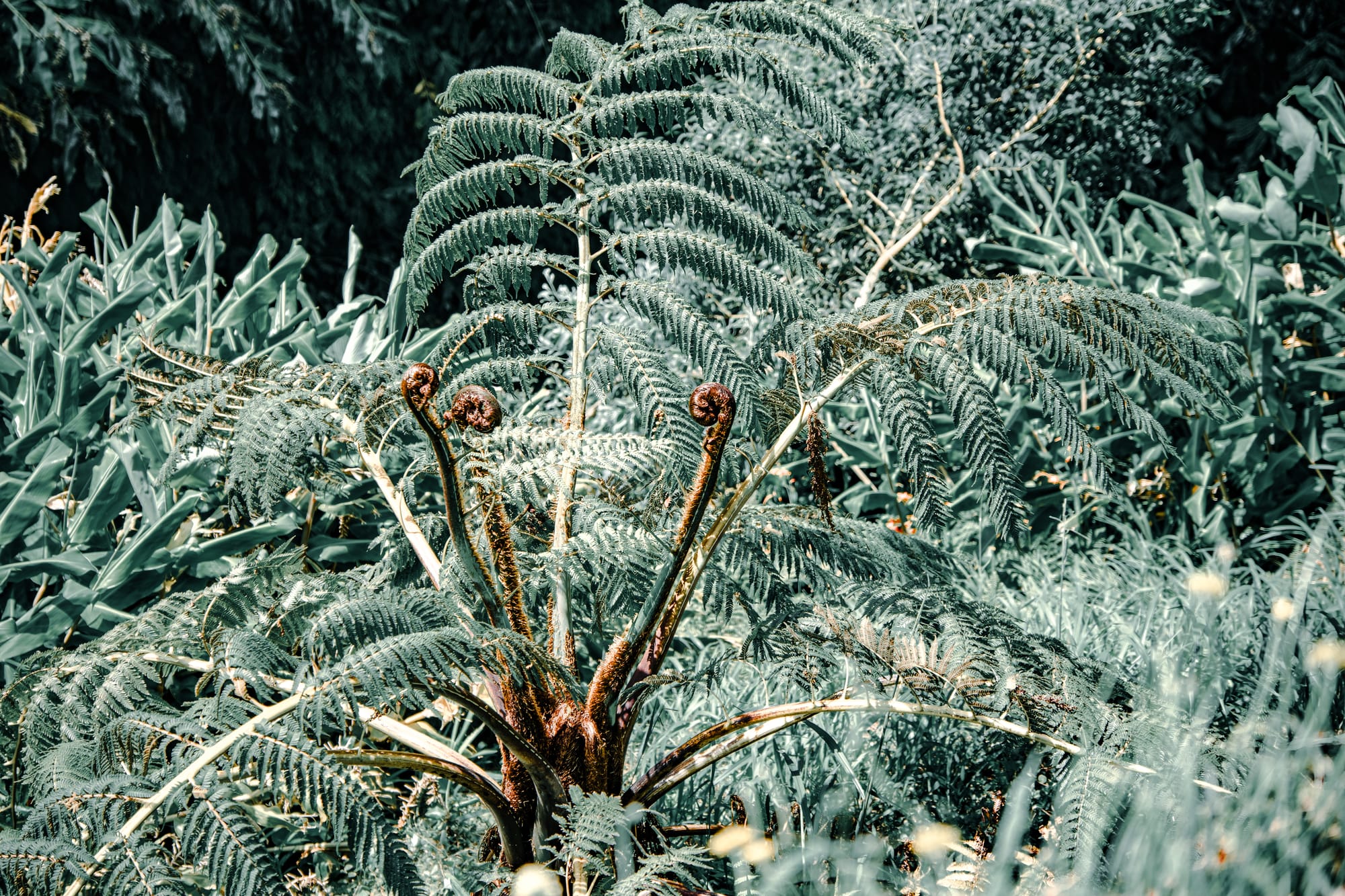 Close-up of a tree fern with curled young fronds and wide mature leaves surrounded by tall grasses and leafy plants on the Moinhos da Ribeira Funda trail