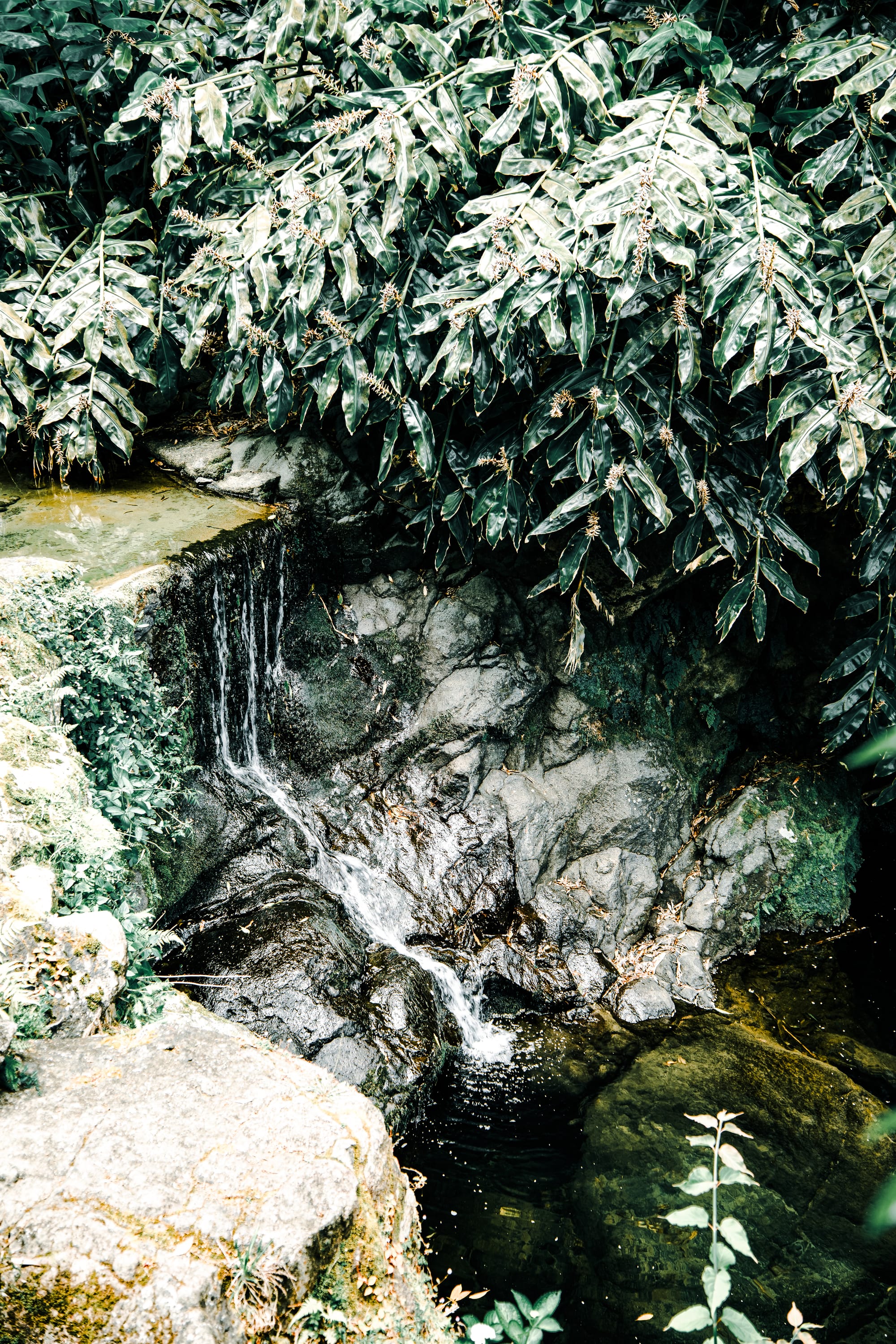 A small waterfall trickles over dark volcanic rock into a shallow pool, partially shaded by thick green foliage hanging overhead