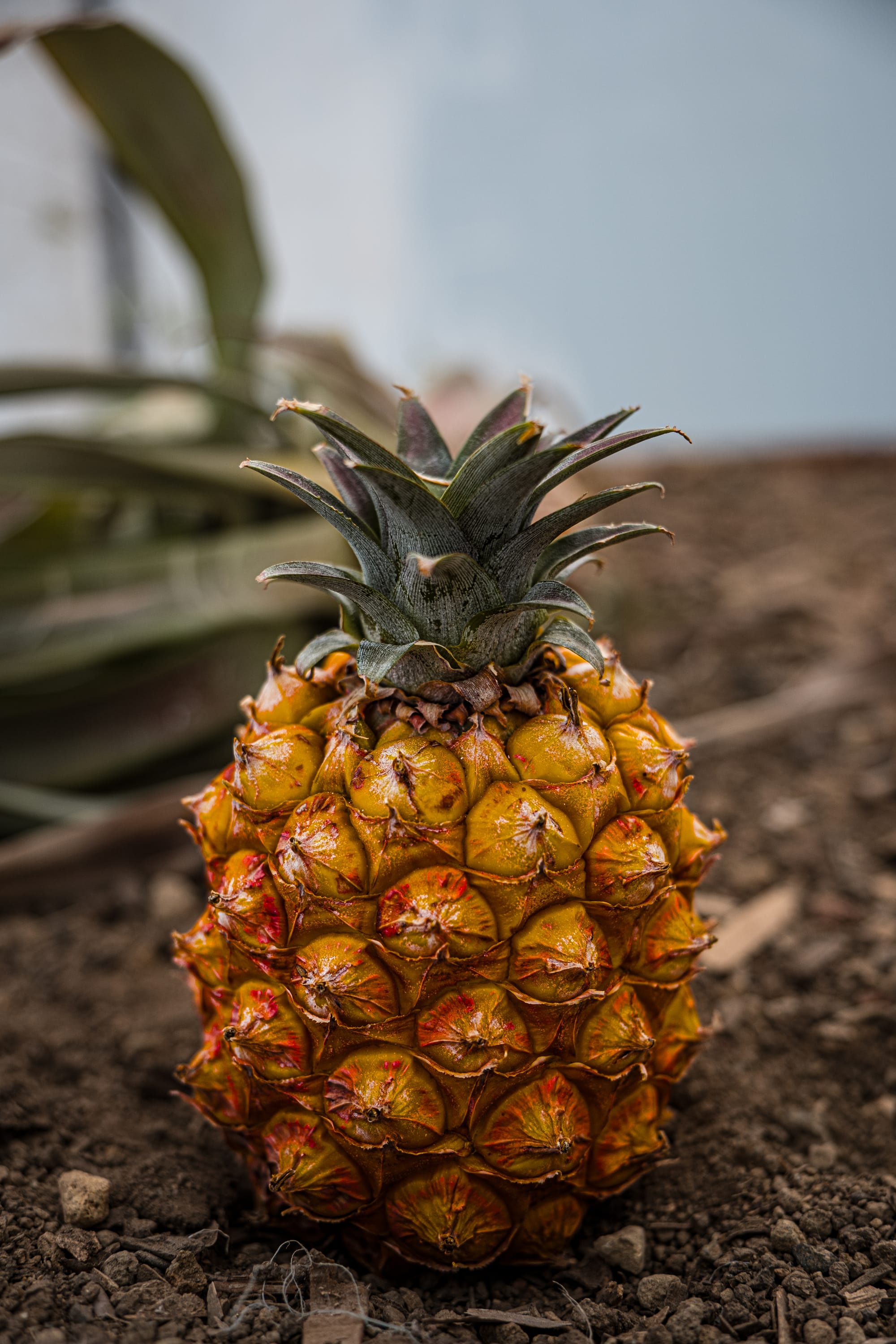 Close-up of a ripe Azorean pineapple
