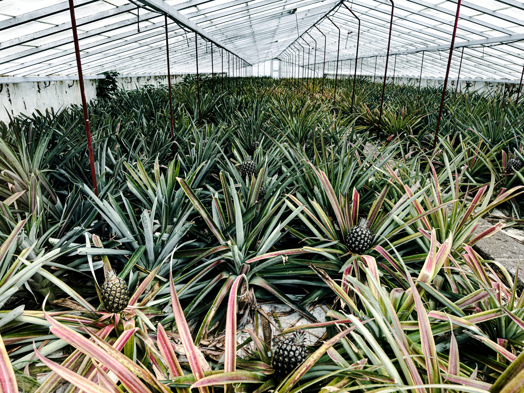 Interior of a glass greenhouse on São Miguel showing rows of pineapple plants beneath translucent roof panels, with filtered light and humid air