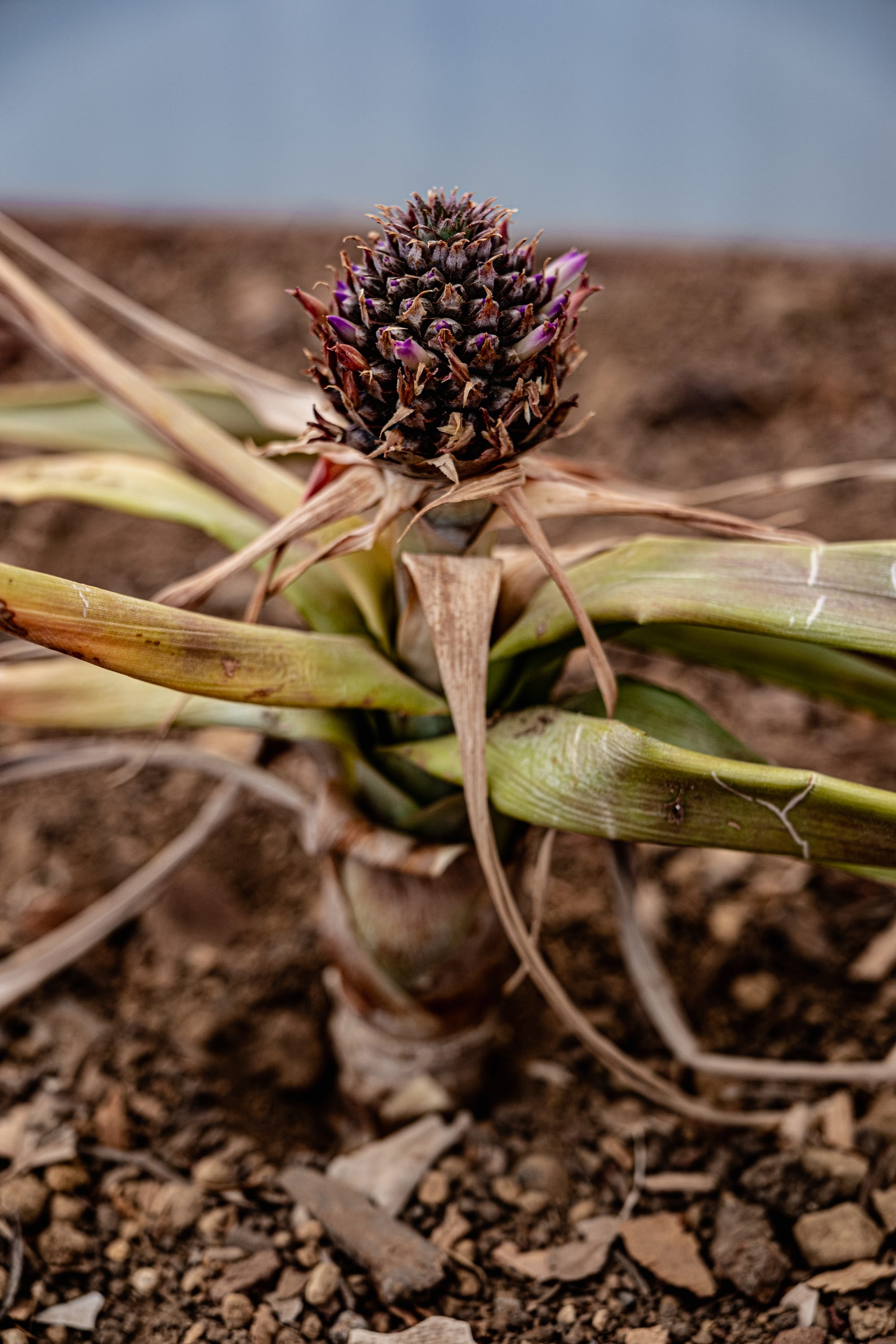 Close-up of a young pineapple flower with purple-tipped petals emerging from thick green leaves in a greenhouse on São Miguel Island, Azores