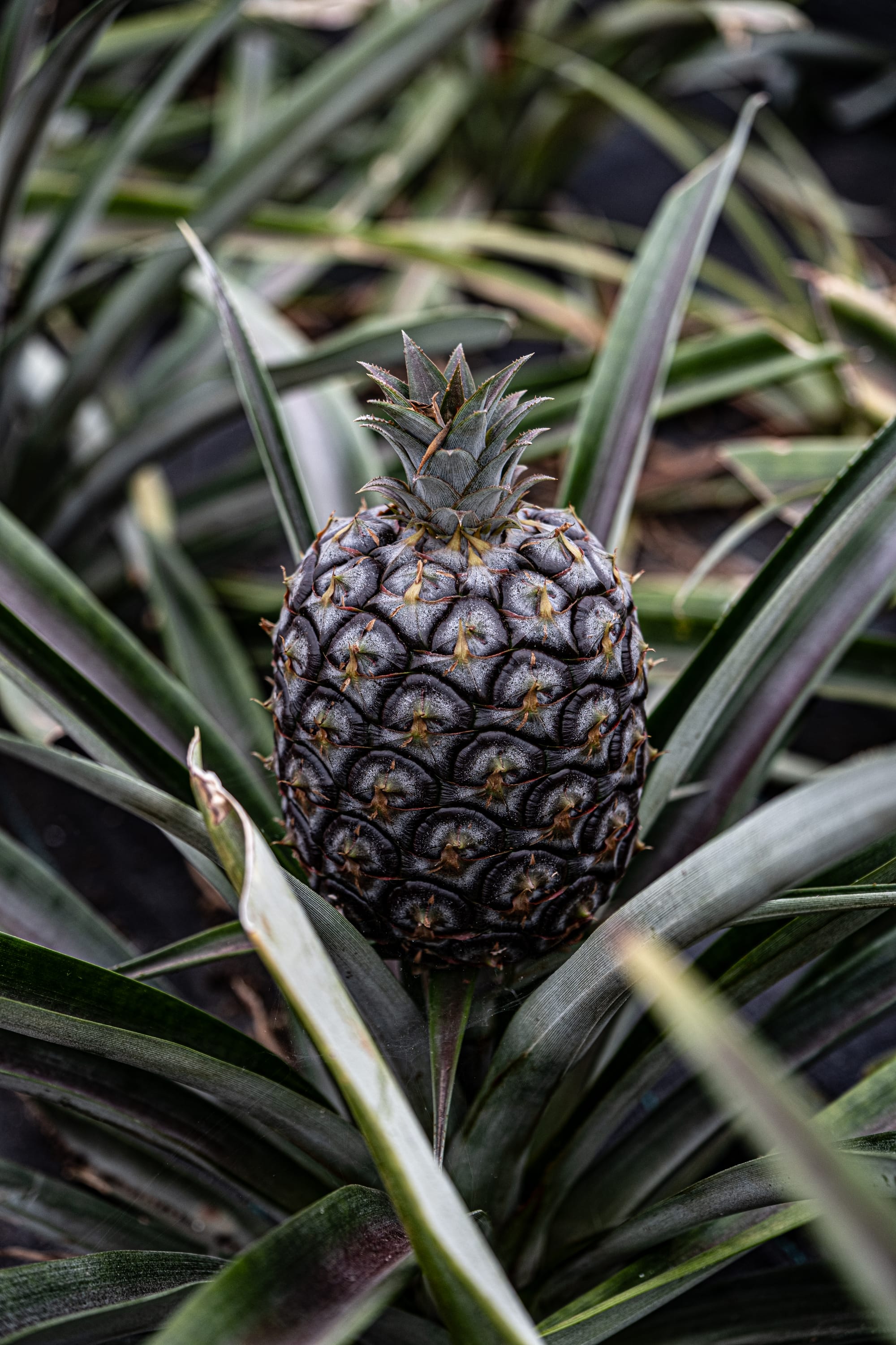 Close-up of a dark purple pineapple growing at the center of spiky green leaves in a greenhouse at a pineapple plantation on São Miguel Island