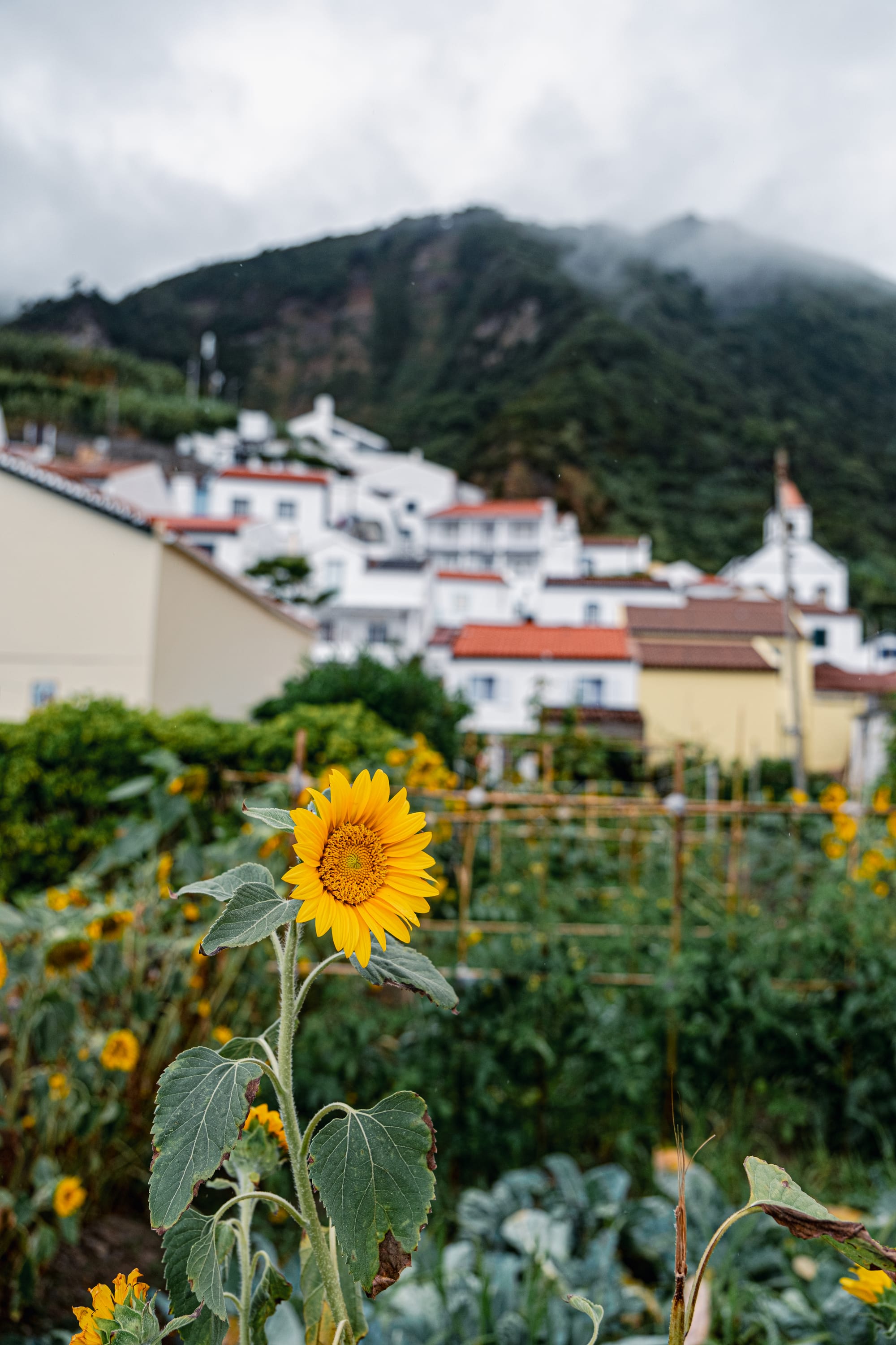 Sunflowers in bloom with a backdrop of white hillside houses and mist-covered cliffs in Ribeira Quente