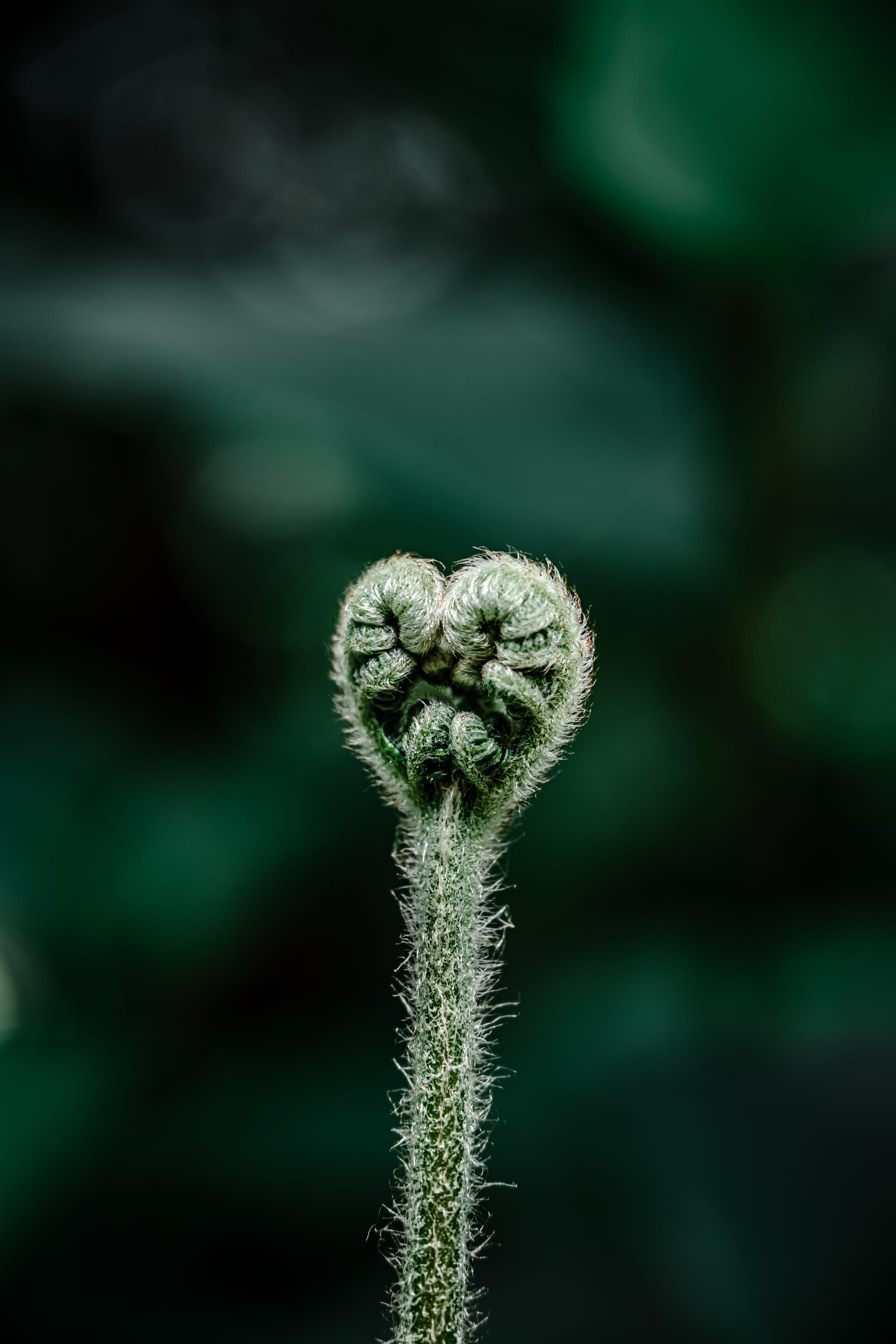 Close-up of a fuzzy green fern frond curled into a heart shape against a dark green forest background