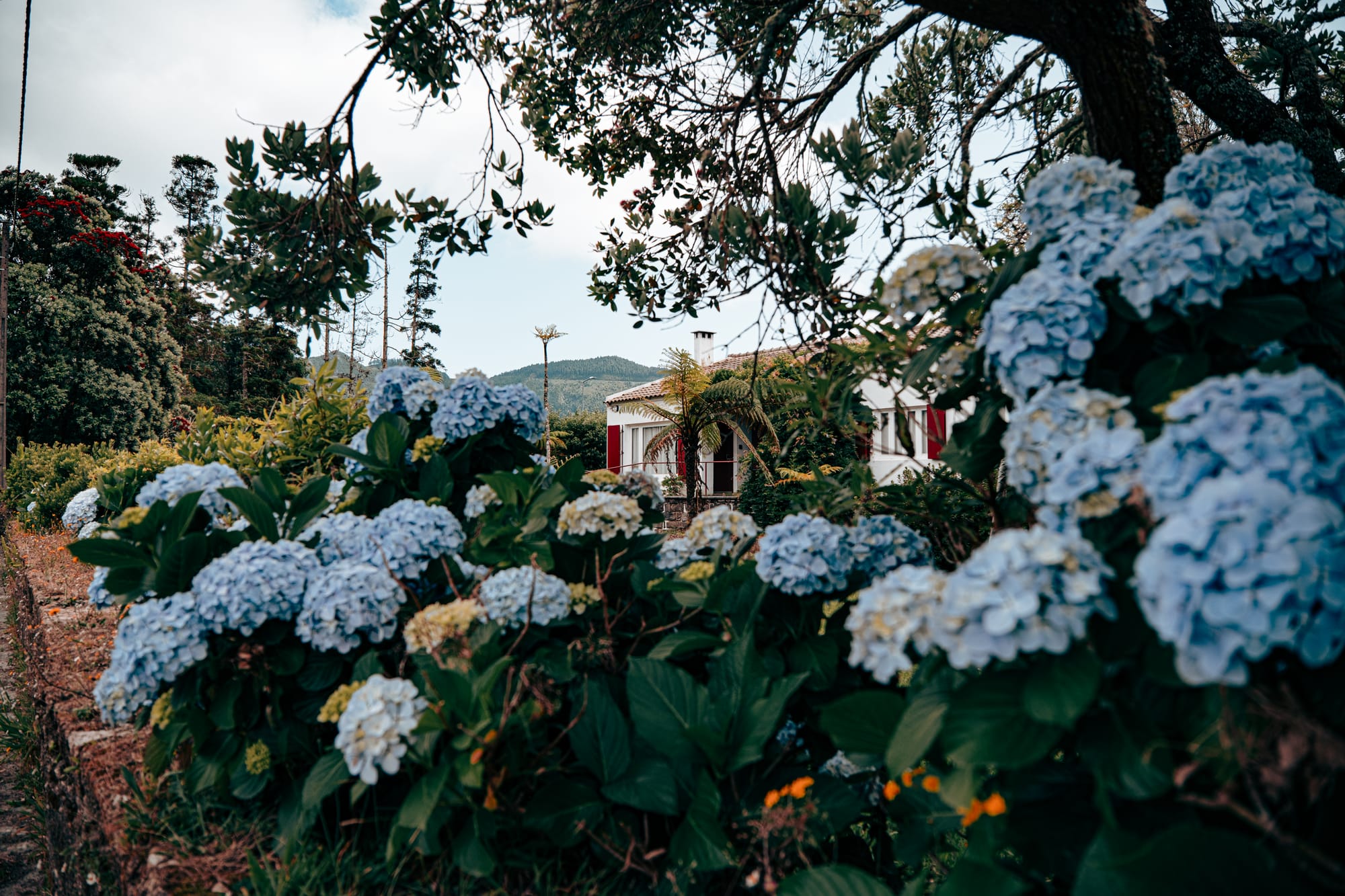 White house with red shutters partially obscured by lush blue hydrangeas in Sete Cidades, São Miguel