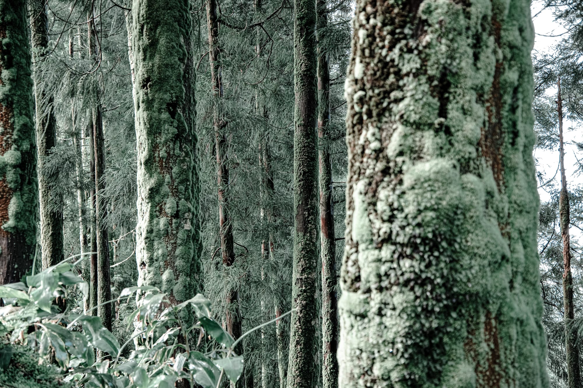 Close-up of tall trees densely coated in moss and lichen, forming a misty, forested atmosphere near the trailhead at Miradouro da Vista do Rei