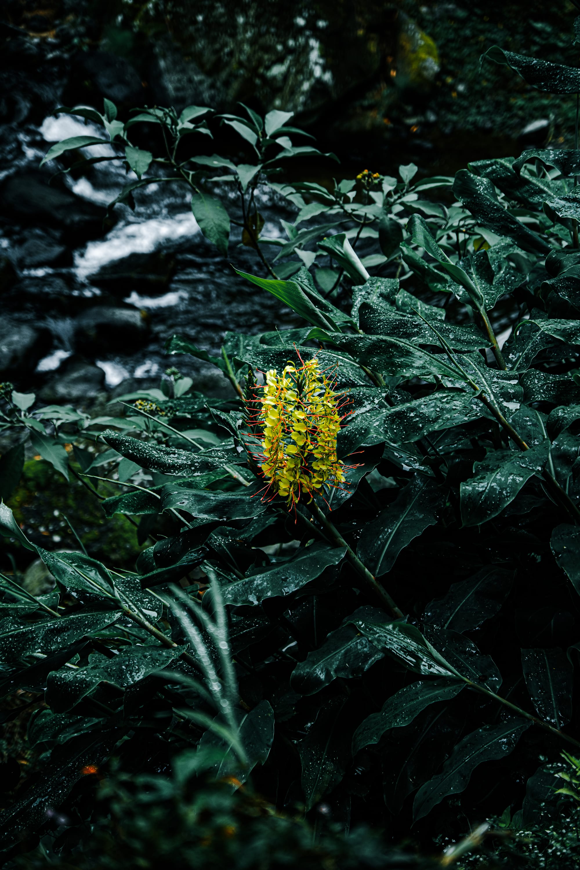 Bright yellow ginger lily blooms amid rain-slick leaves beside a rushing stream