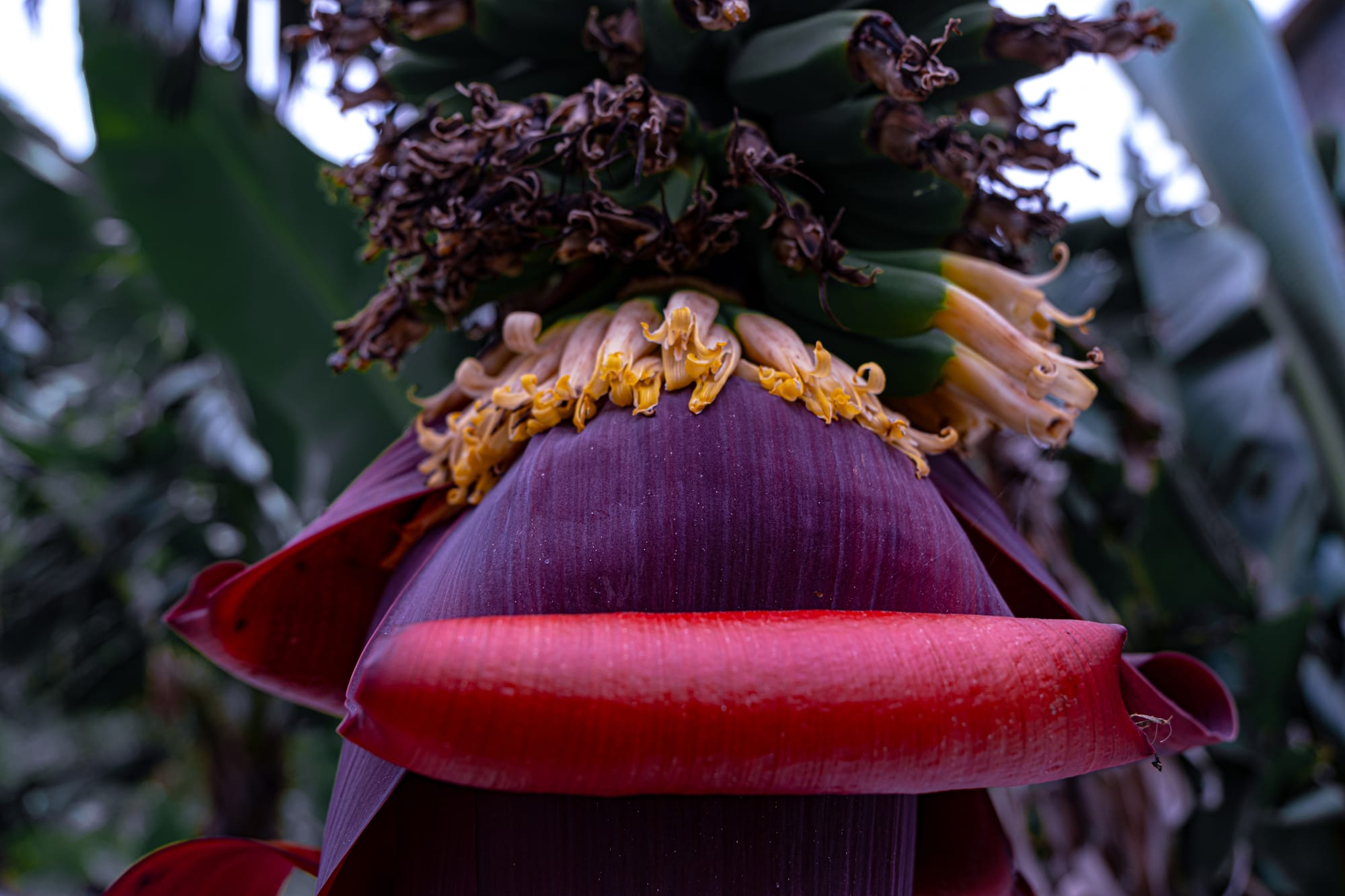 Close-up of a vivid purple and red banana flower with emerging yellow florets and green bananas above, surrounded by dense tropical foliage