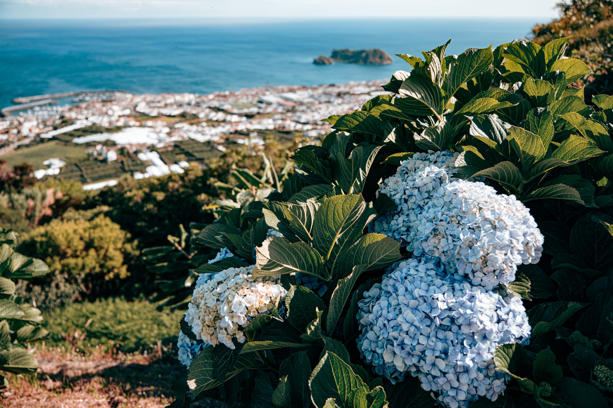 Close-up of hydrangeas on a hillside overlooking the ocean and Ilhéu de Vila Franca