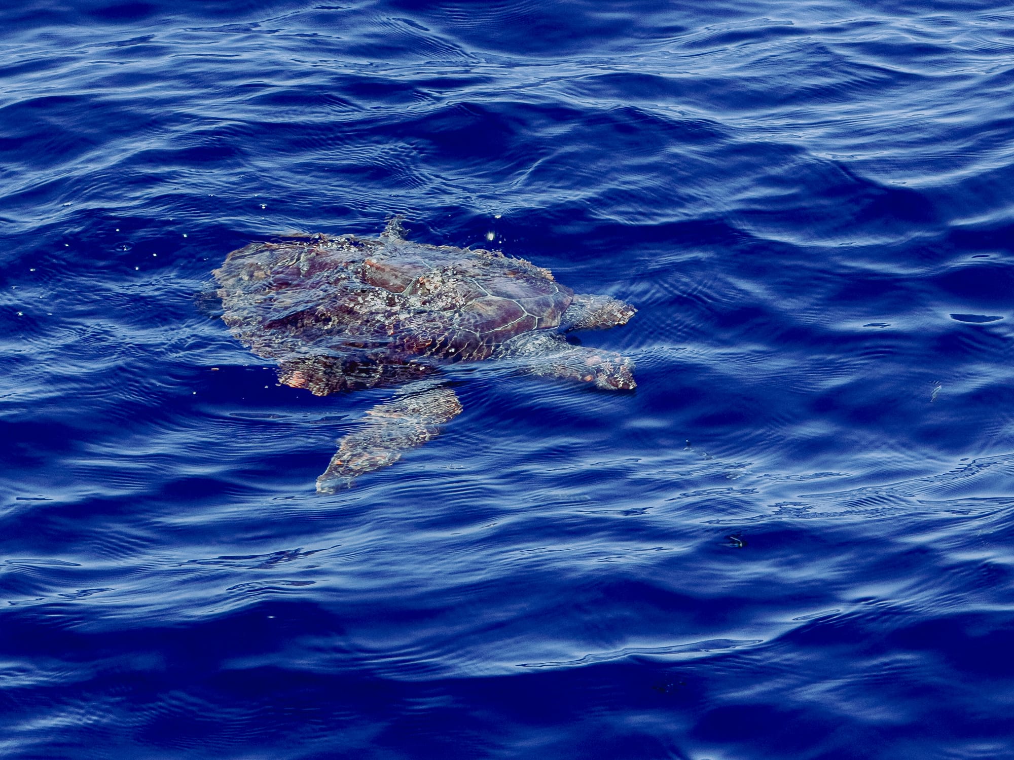 Close-up of a sea turtle floating in clear blue ocean water off the coast of São Miguel