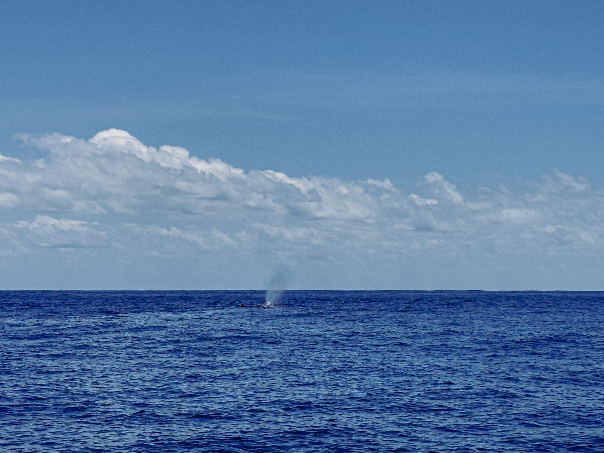 Wide shot of the Atlantic Ocean with a faint spout of water from a sperm whale visible near the horizon under a sky of scattered clouds