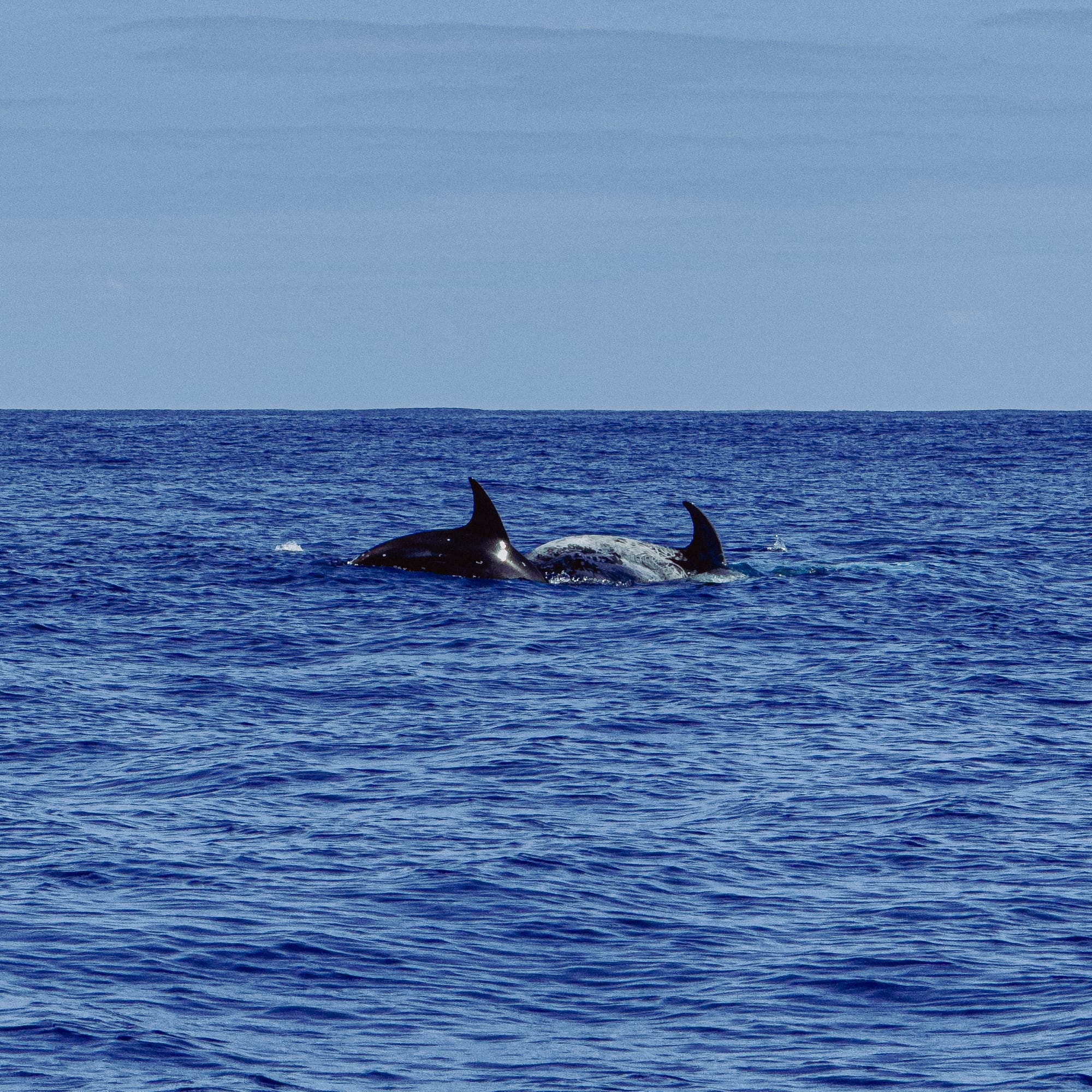 Dolphins partially submerged in the Atlantic Ocean, one with a pale, scarred body and both with tall dorsal fins breaking the surface under a soft blue sky