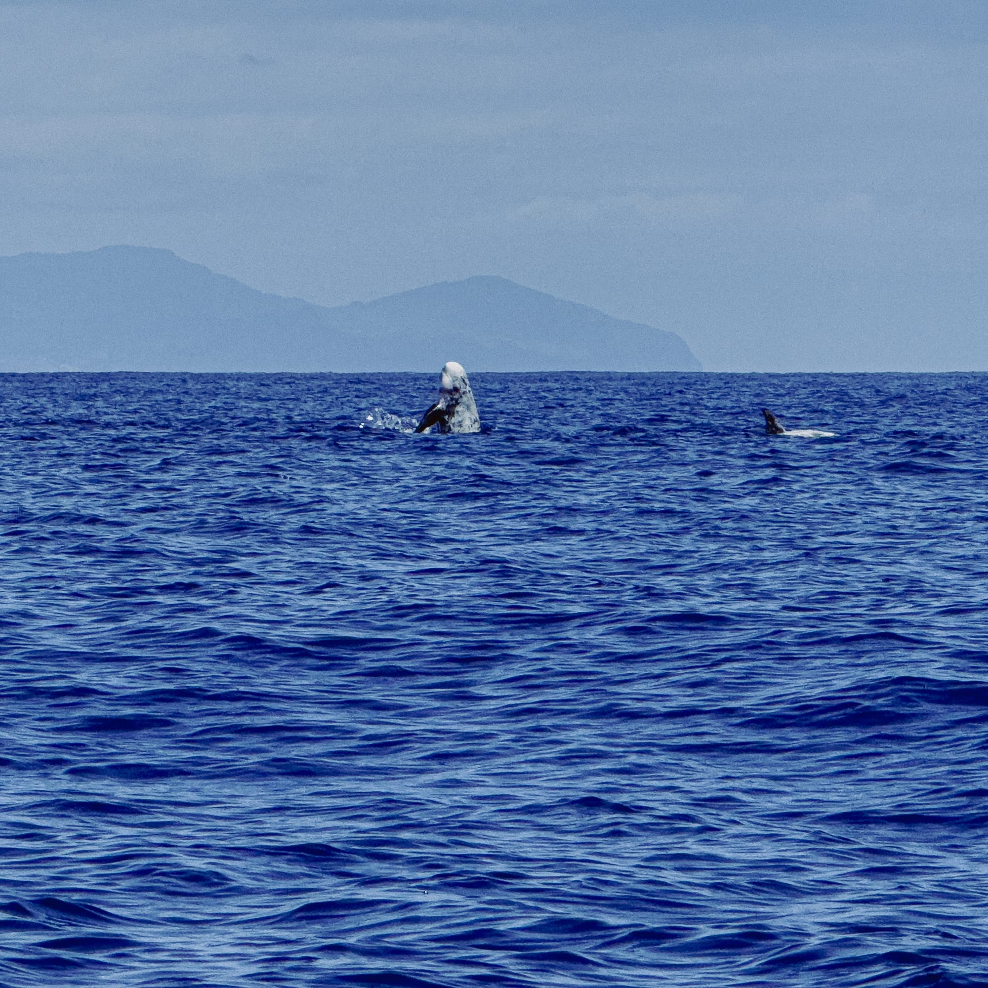 A pale Risso’s dolphin emerges vertically from the Atlantic Ocean in a spyhop motion, with another dolphin surfacing nearby and hazy mountain silhouettes visible on the horizon