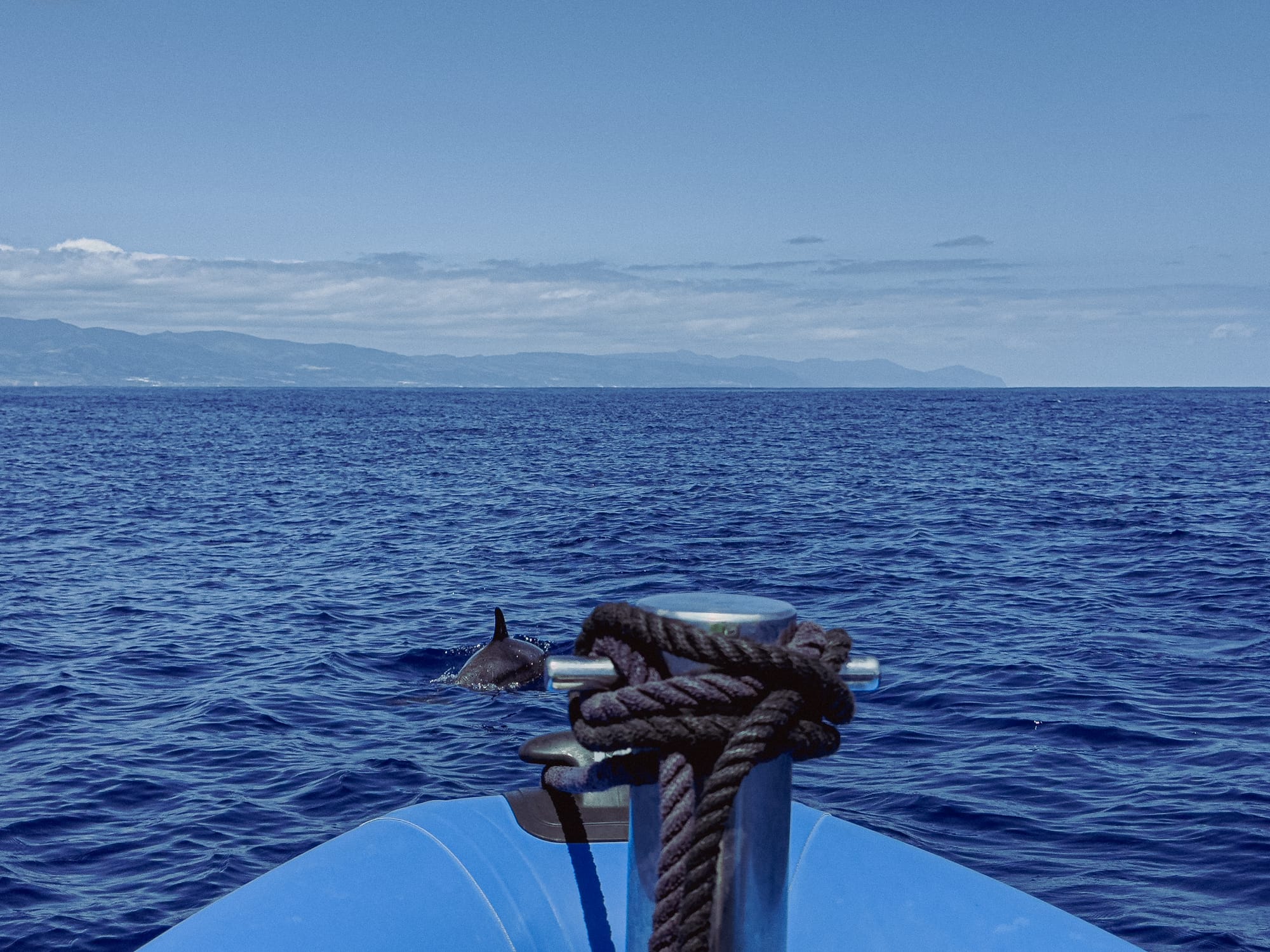 View from the front of a Zodiac boat as a dolphin swims nearby in the Atlantic, emphasizing the up-close, low-to-the-water experience of the faster, more agile boat option