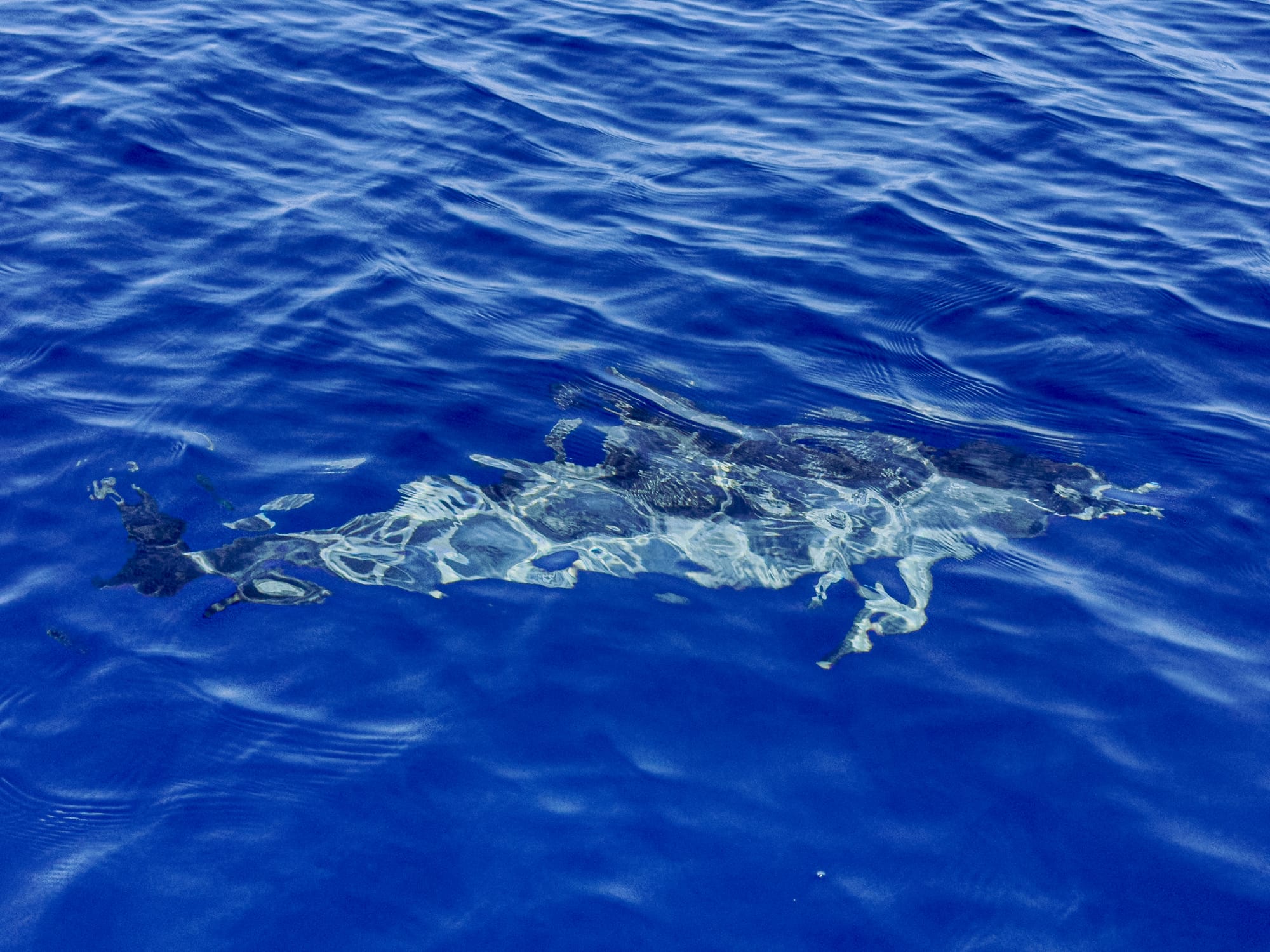 A common dolphin swims just beneath the calm blue Atlantic, its body reflecting light and motion like glass beneath the surface