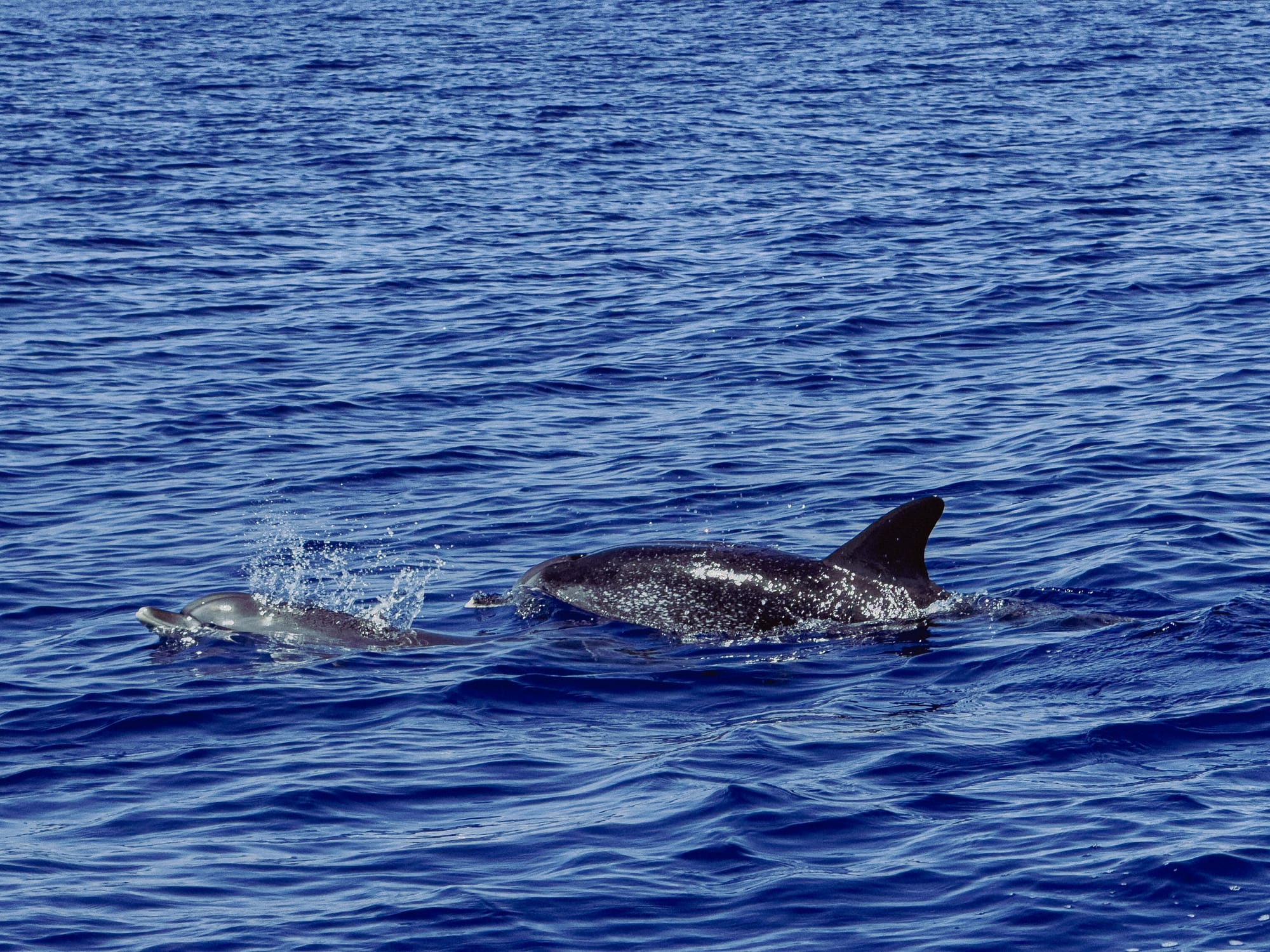 Two dolphins, one adult with scarring and one calf, swim side by side at the ocean’s surface, water droplets glistening as they exhale