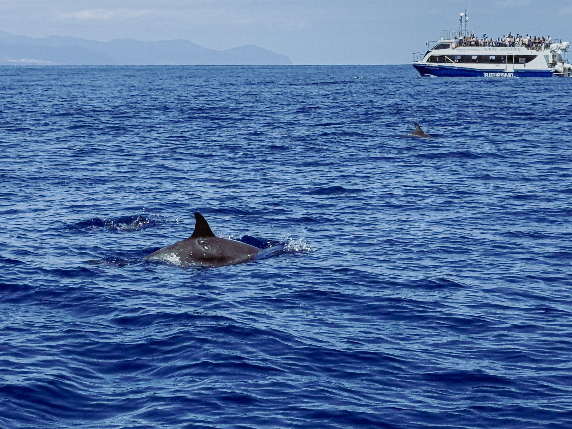 A group of dolphins surfaces in the Atlantic while a large catamaran full of tourists watches from a distance, showcasing the slower, more stable alternative to the Zodiac tour