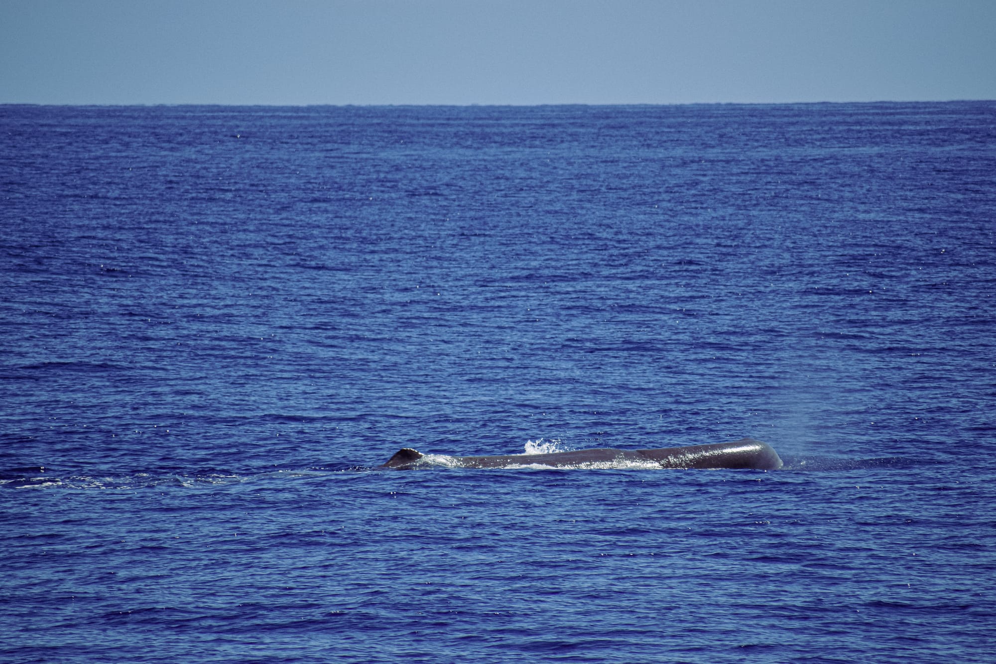 A sperm whale gliding just above the waterline in the Atlantic, with a visible blow of mist as it breathes