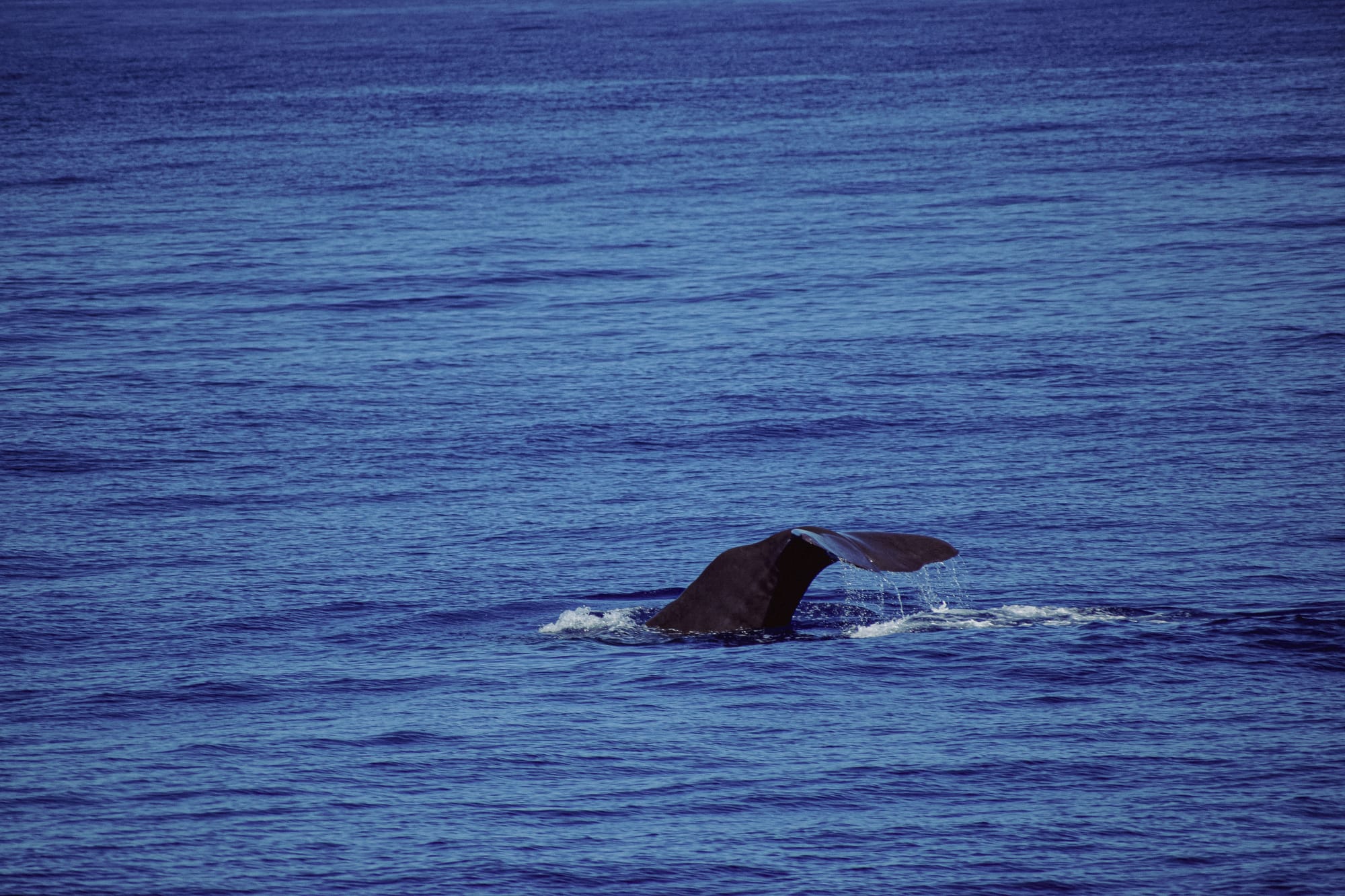 Tail of a sperm whale rising vertically out of the Atlantic as it prepares to dive deep into the ocean