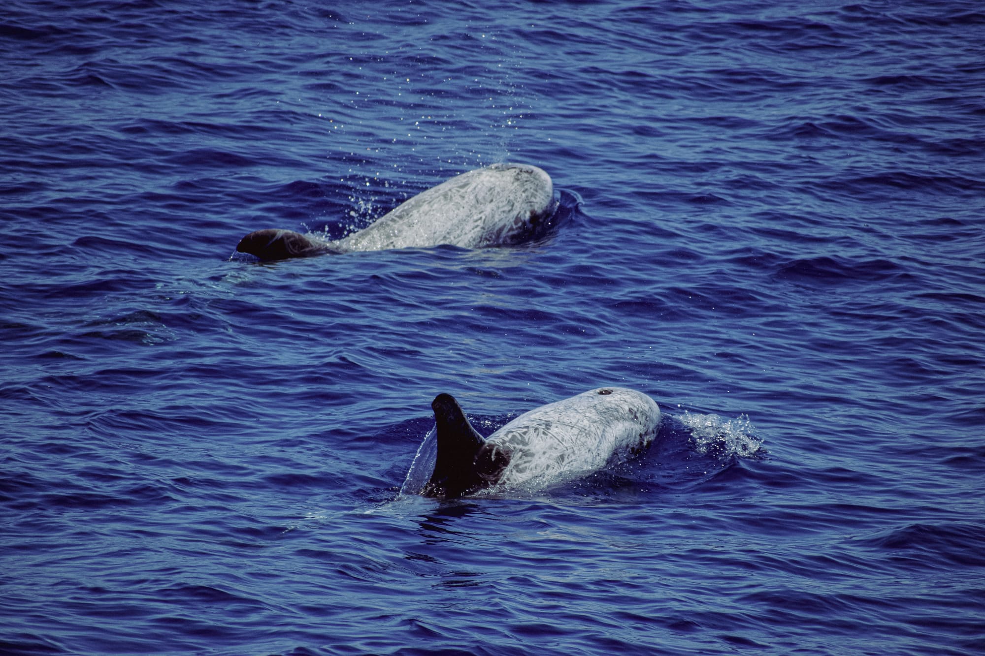 A pair of Risso’s dolphins with pale, scarred skin surfacing in the Azorean waters, exhaling mist into the air