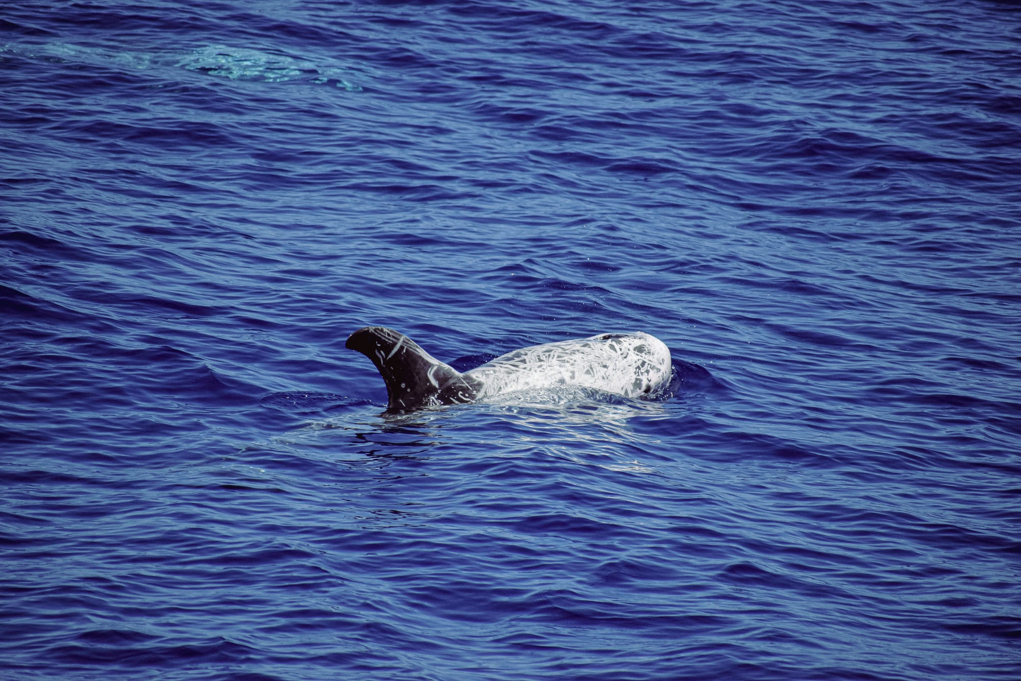 A Risso’s dolphin breaking the surface of the Atlantic, its pale, scar-covered body visible in deep blue water—markings that distinguish the species and tell the story of its life in the wild