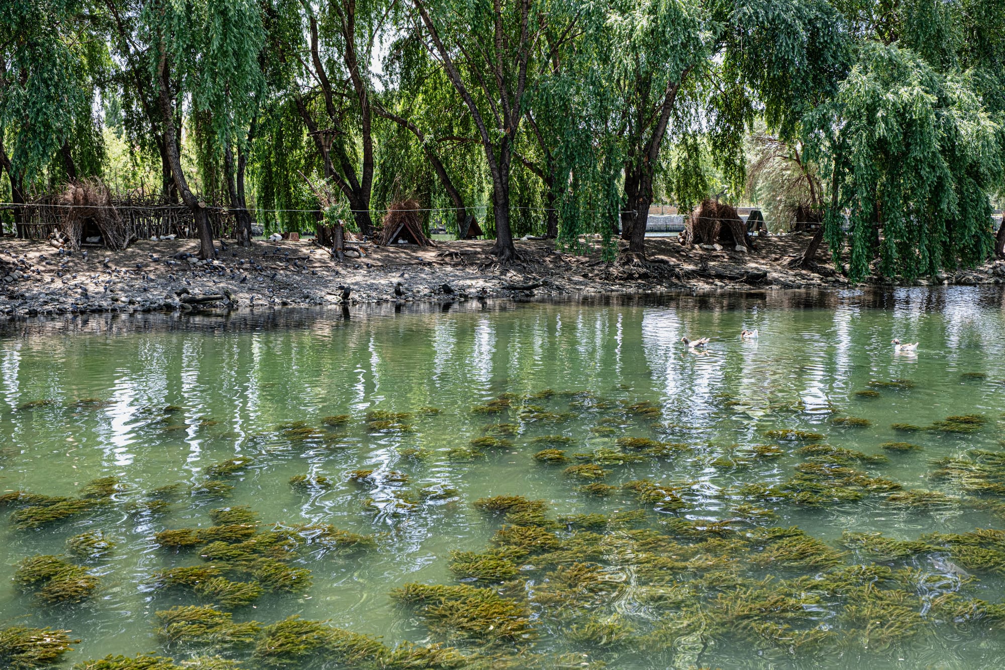 View of a shaded riverbank in Avanos, with ducks swimming on calm green water under tall trees