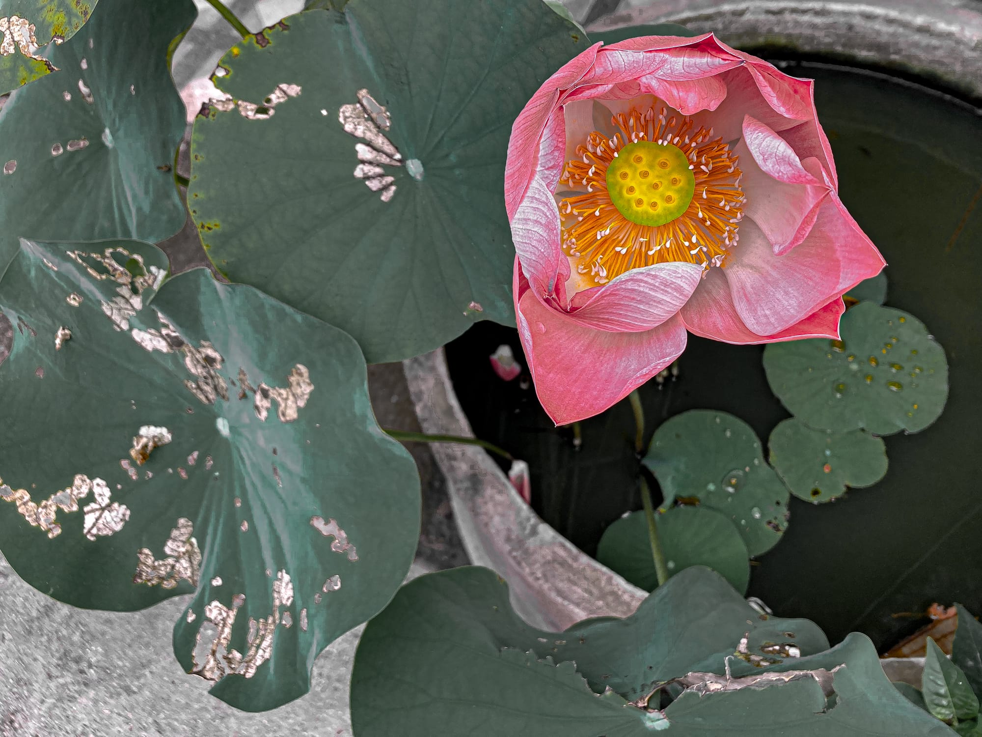 Close-up of a blooming pink lotus flower with golden-yellow stamens, surrounded by large green lotus leaves with natural wear, floating in a stone water basin at Baan Kang Wat in Chiang Mai