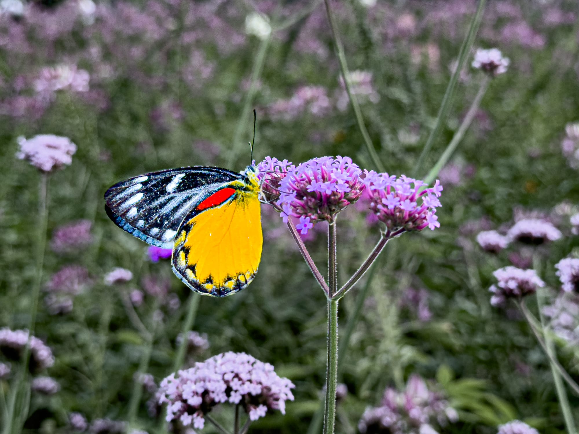 Close-up of a vibrant butterfly with yellow, black, and red wings feeding on purple wildflowers at Queen Sirikit Botanic Garden in Mae Rim, Chiang Mai