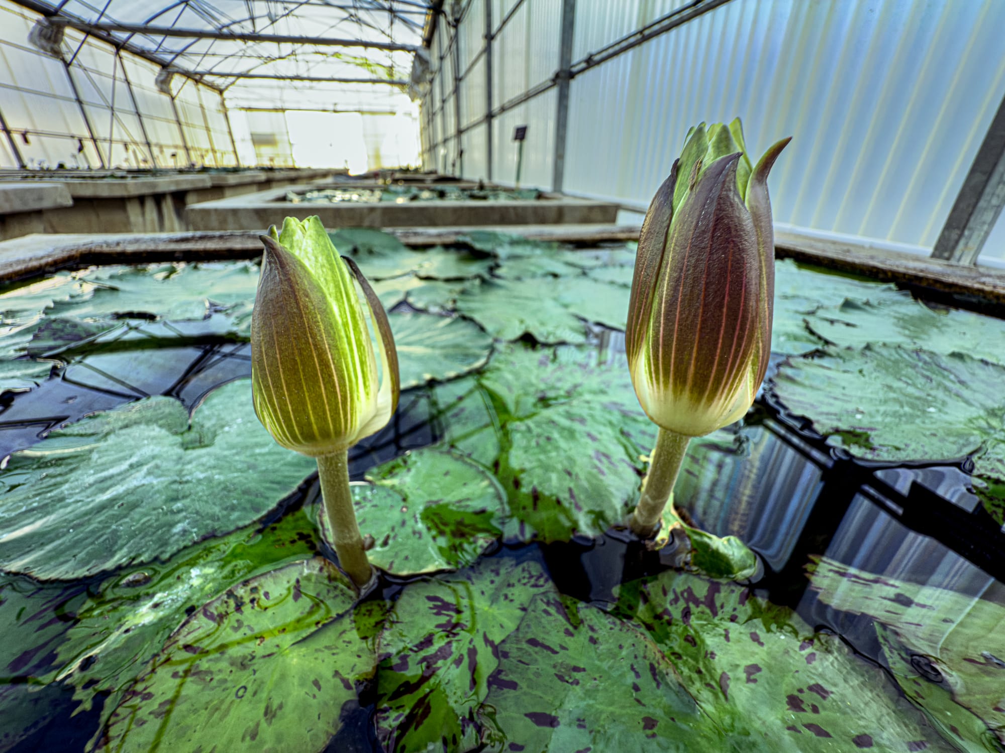 Close-up of two lotus buds in the Lotus House greenhouse at Queen Sirikit Botanic Garden, Mae Rim, Chiang Mai, Thailand