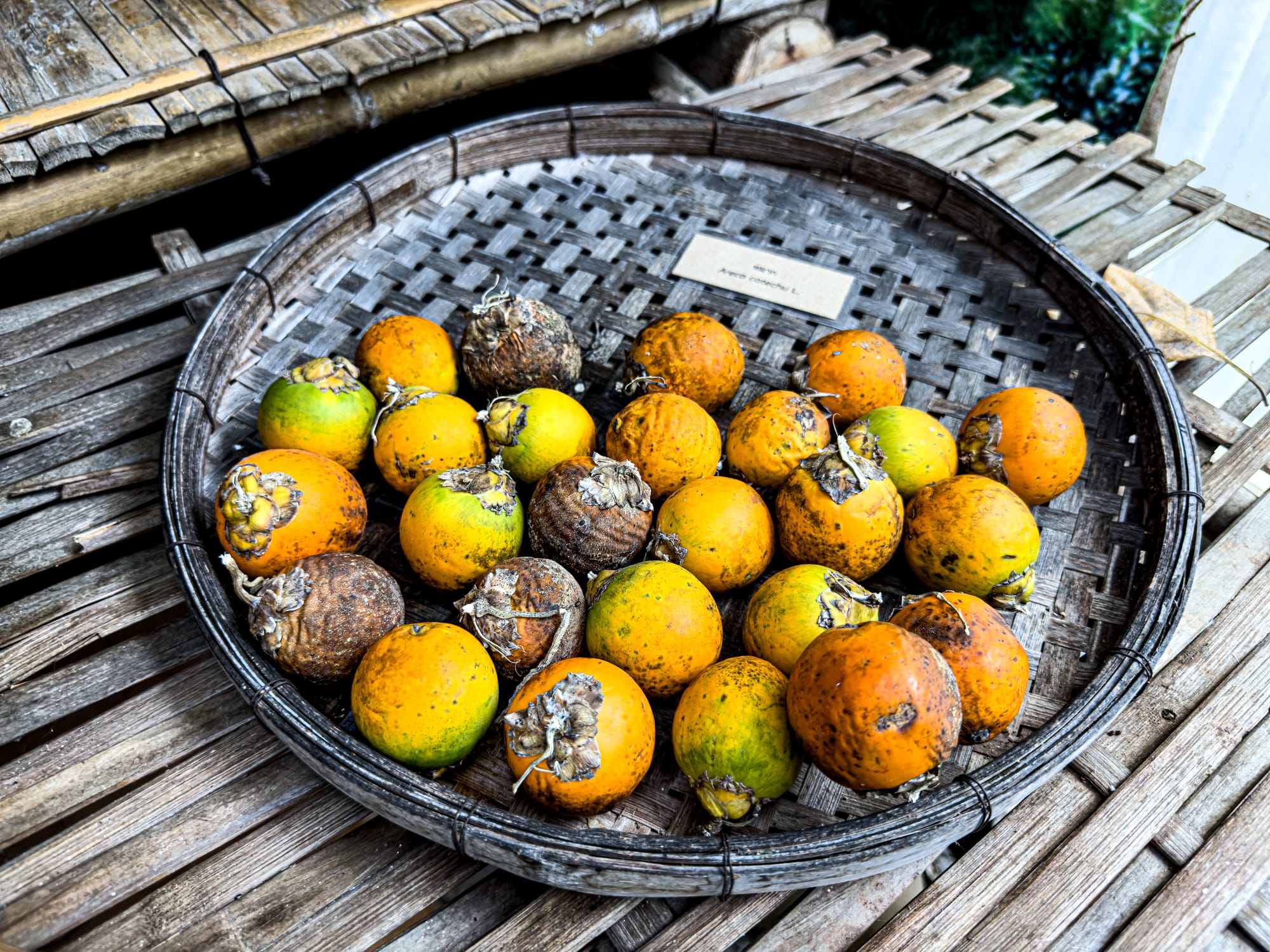 Close-up of a round bamboo tray filled with orange and green betel nuts (Areca catechu), resting on a wooden table at Queen Sirikit Botanic Garden in Mae Rim, Thailand