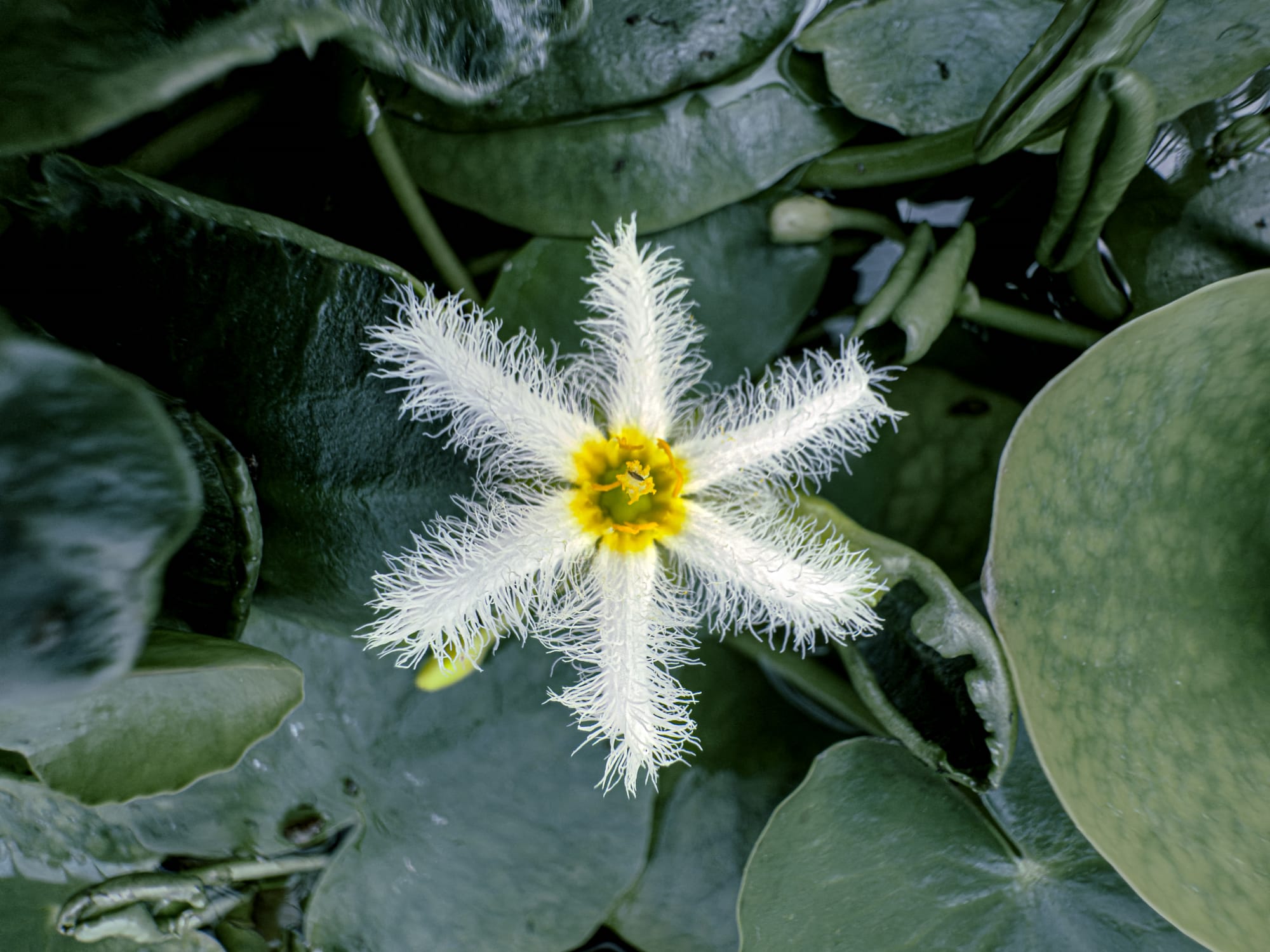 Close-up of a delicate white fringed water snowflake flower with a yellow center, floating on dark green lily pads at Queen Sirikit Botanic Garden in Mae Rim, Thailand