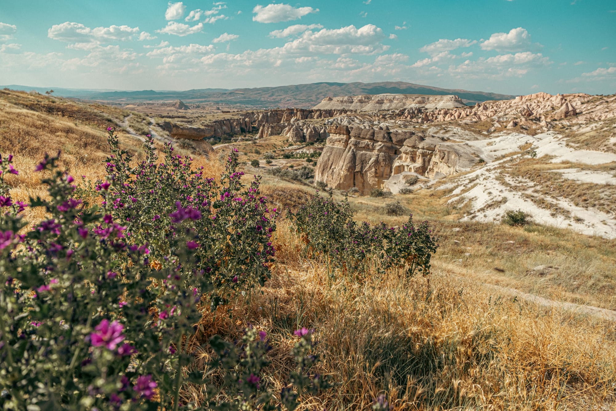 Purple wildflowers in the foreground overlooking Cappadocia’s rugged valleys and rock formations near Çavuşin village