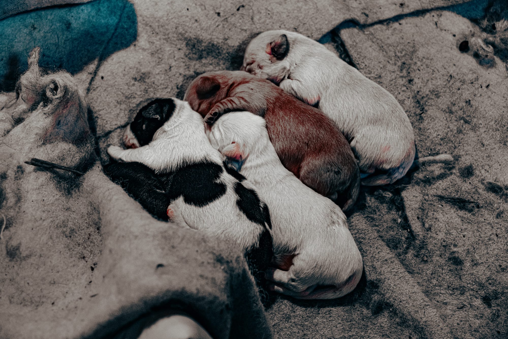 Close-up of four newborn puppies resting together on a blanket at Cappadocia Cultural Antique Collection