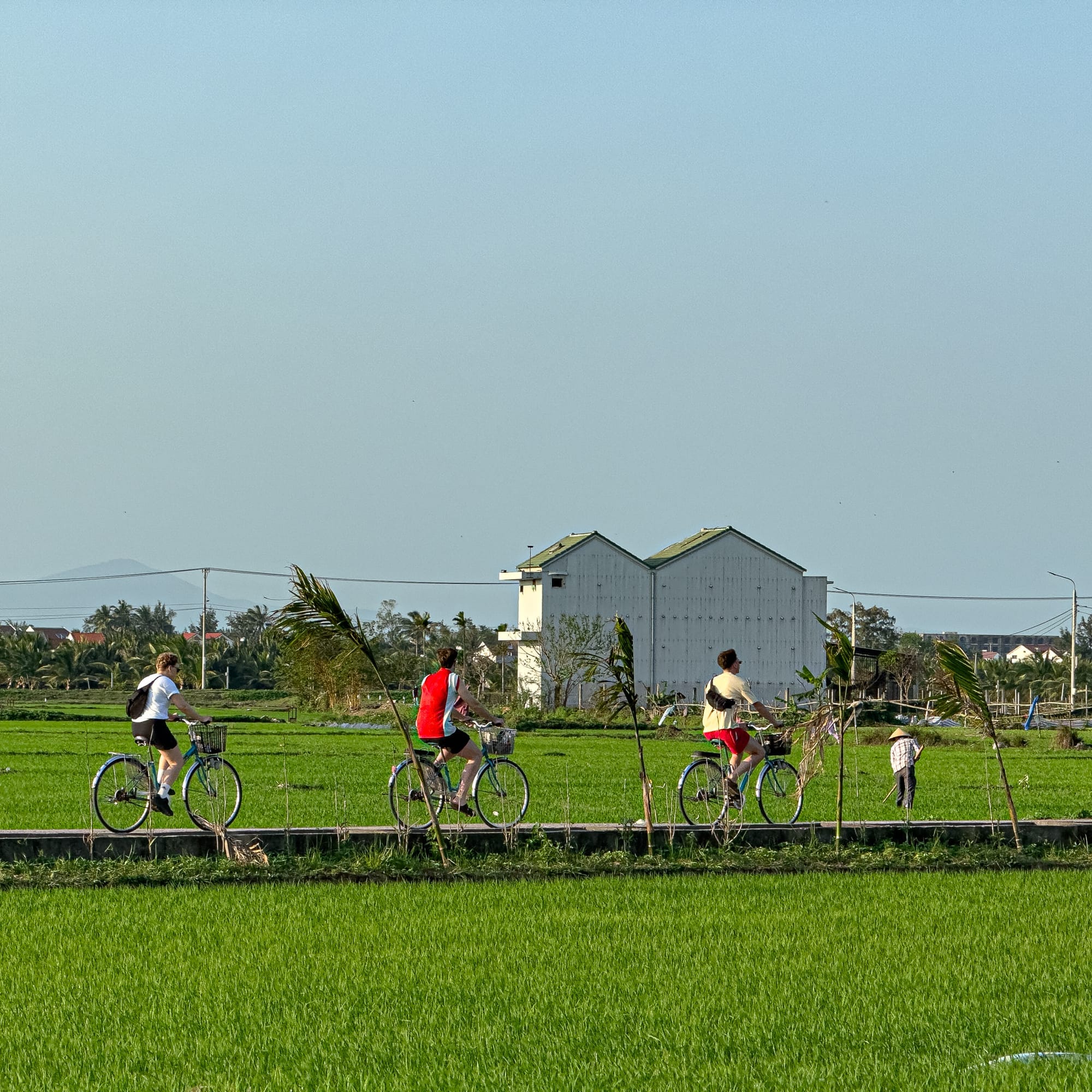 Group of tourists cycling along small paths through lush green rice fields in Hội An, Vietnam, a popular countryside activity and cultural experience