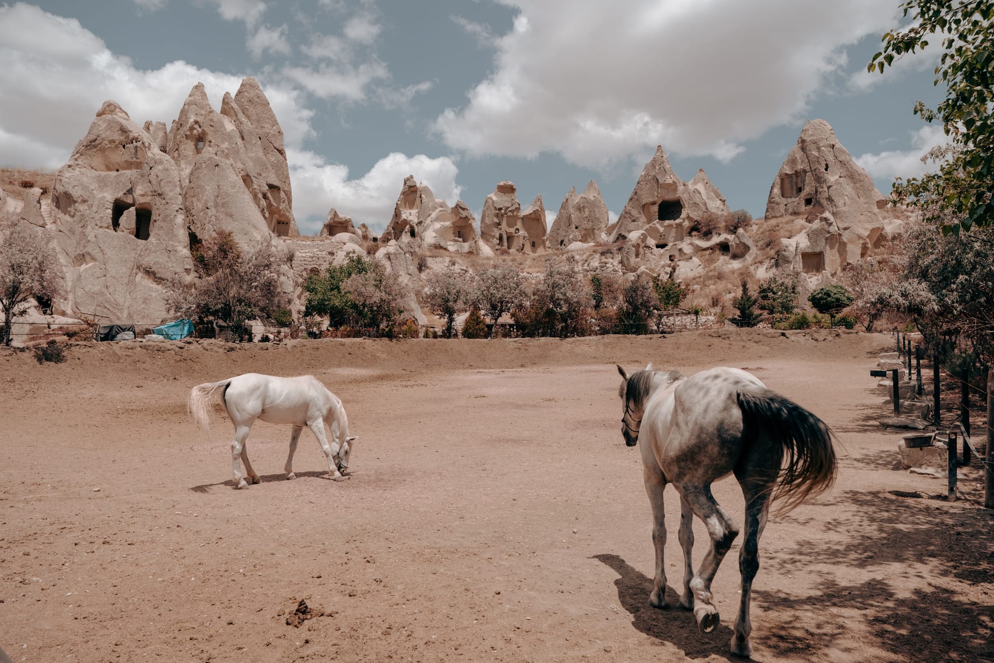 Two horses grazing in an open paddock at Dalton Brothers Ranch in Cappadocia, Turkey, with dramatic fairy chimney rock formations and ancient cave dwellings in the background under a partly cloudy sky